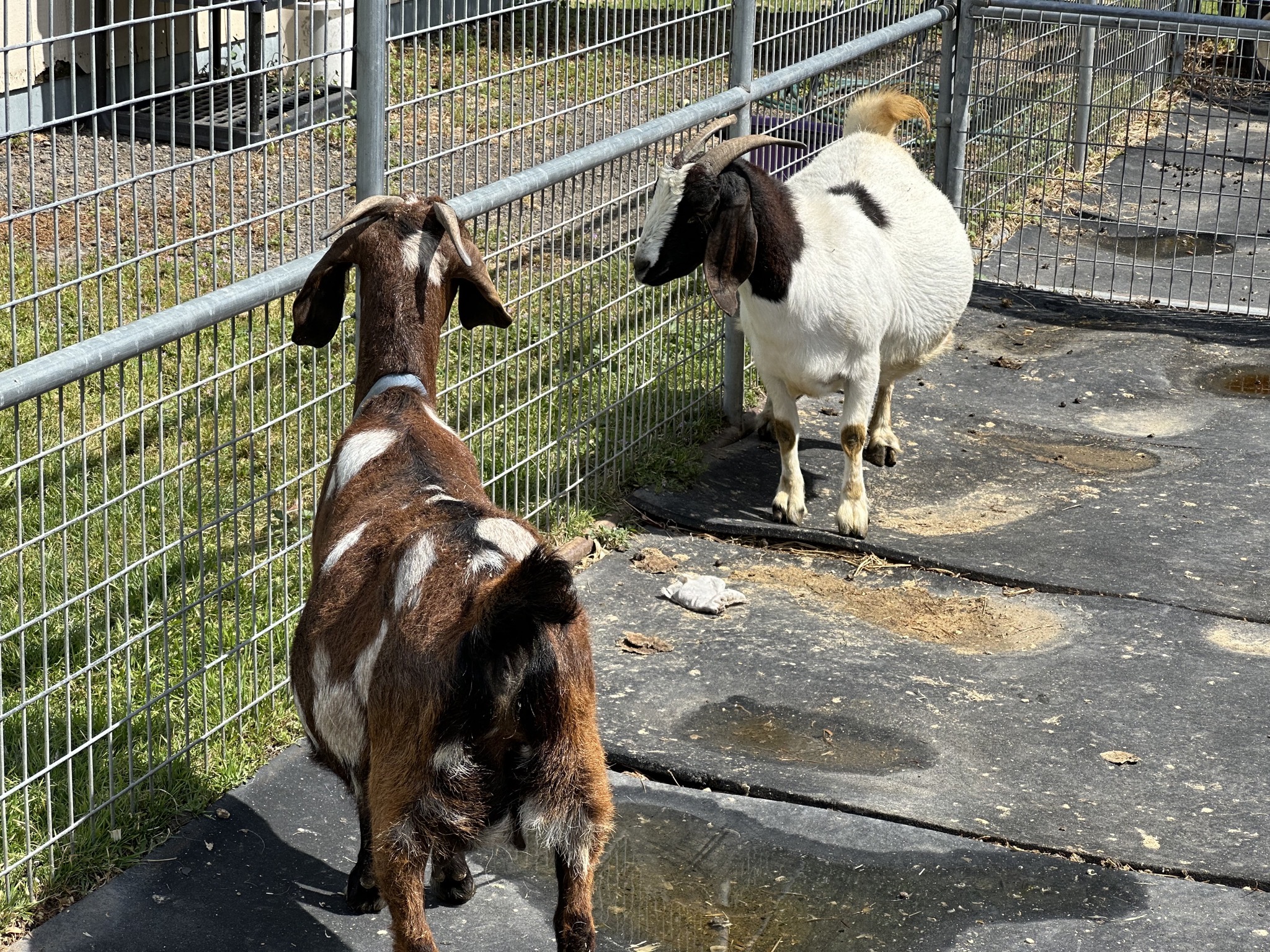 Goats