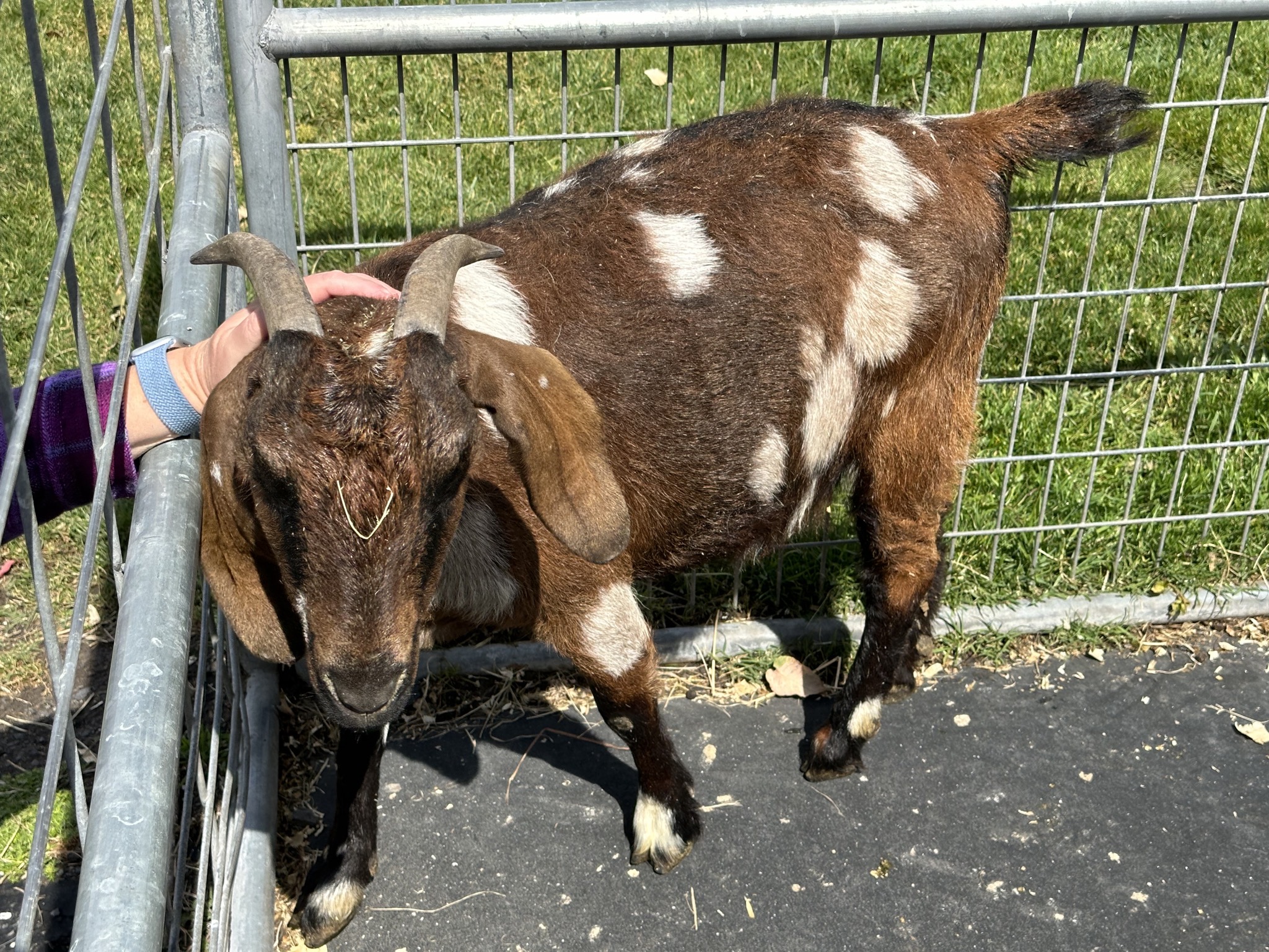 Goats