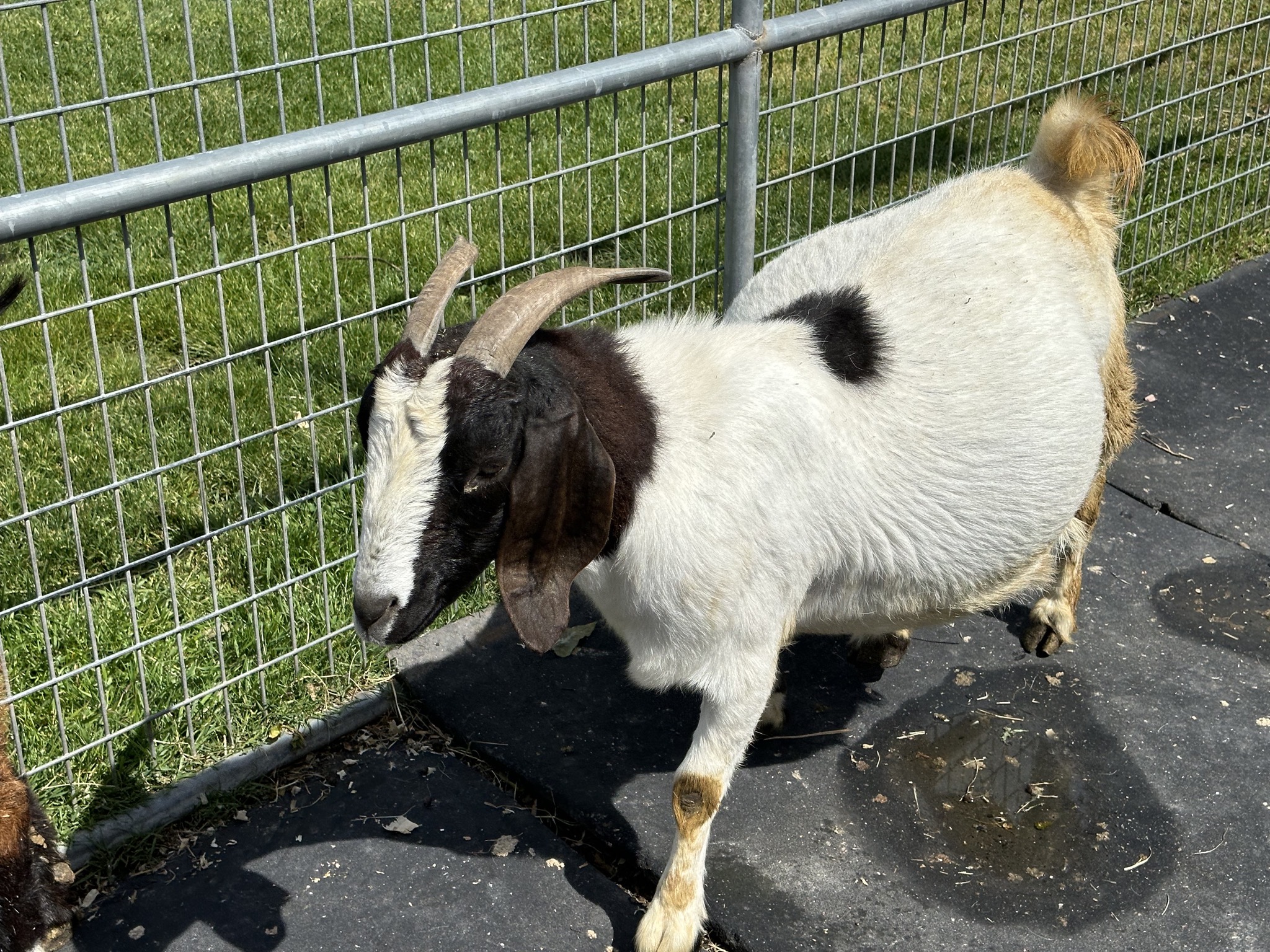 Goats