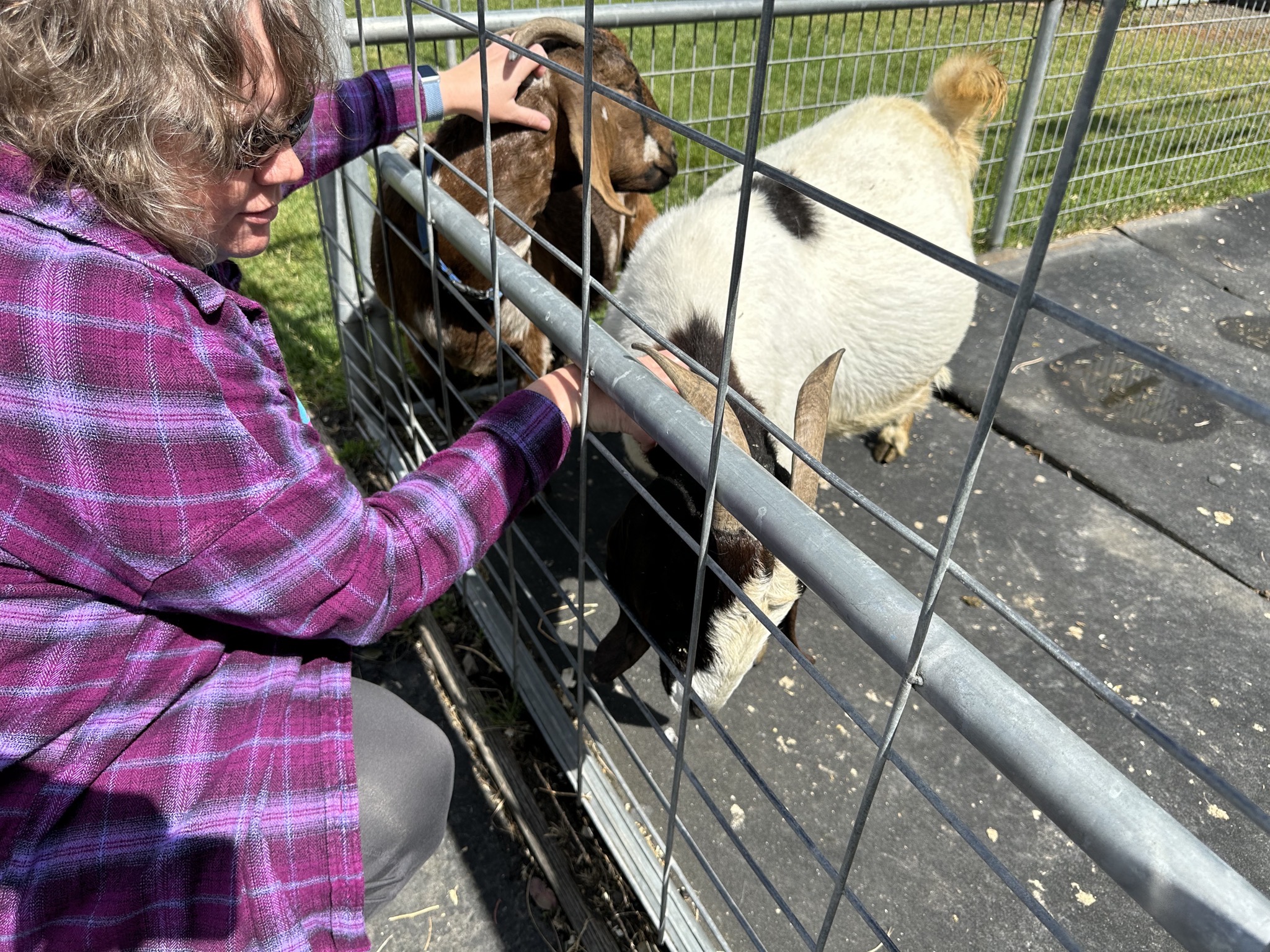 Jenn petting goats
