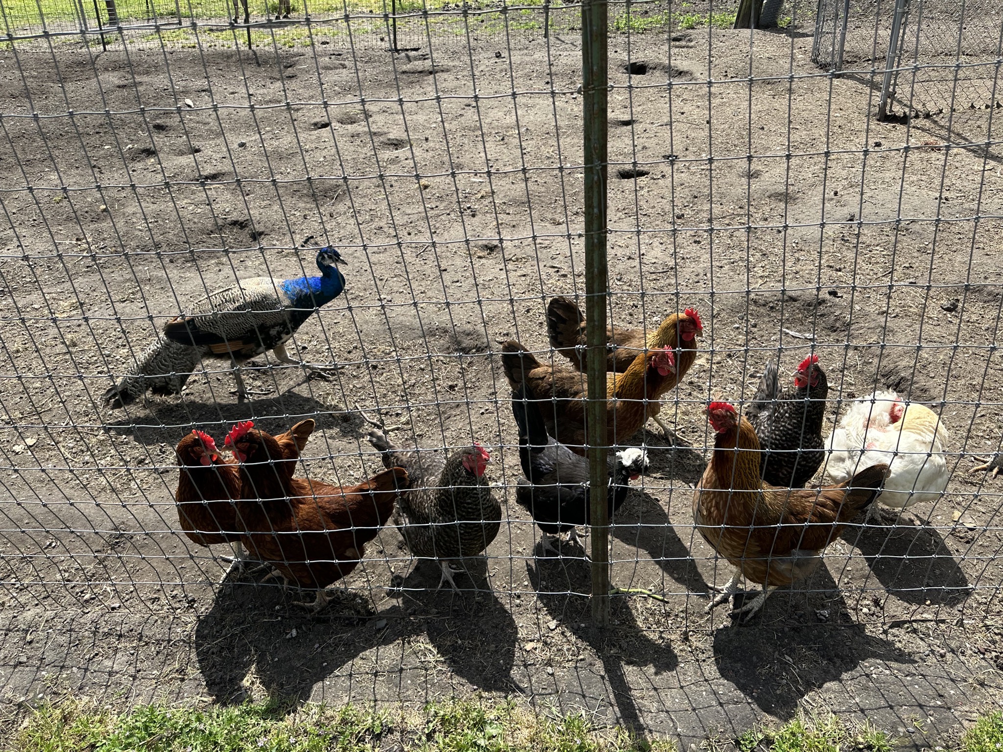 Chickens and peacock