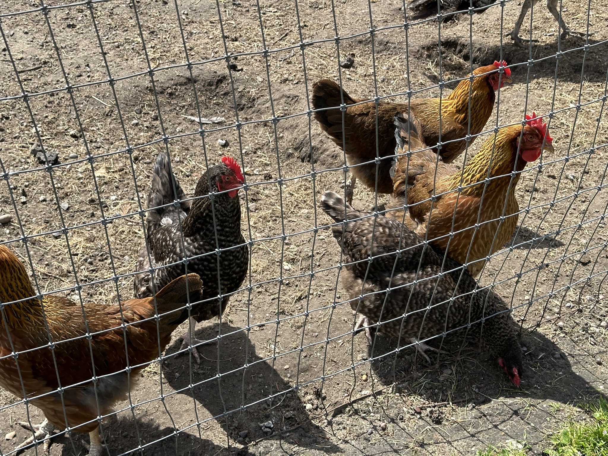 Chickens