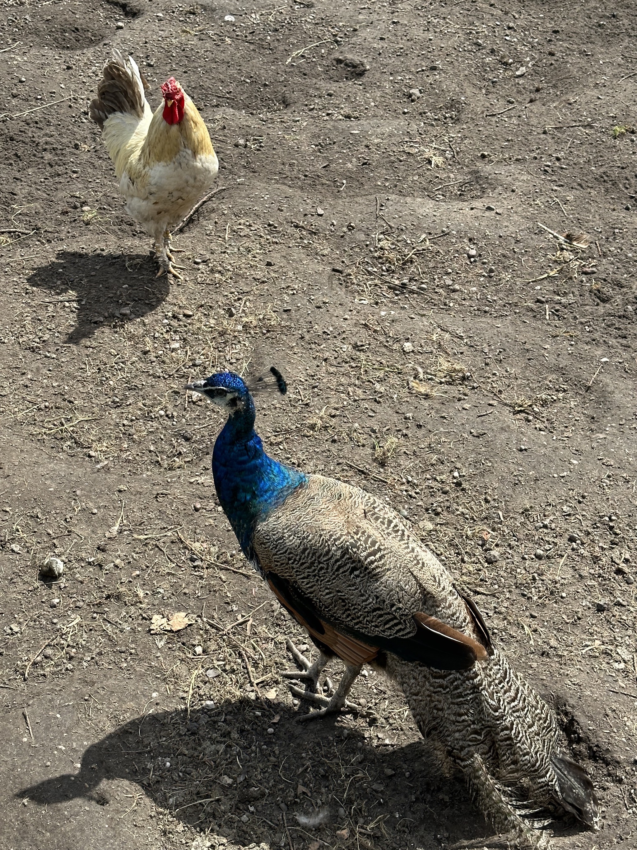 Rooster and peacock