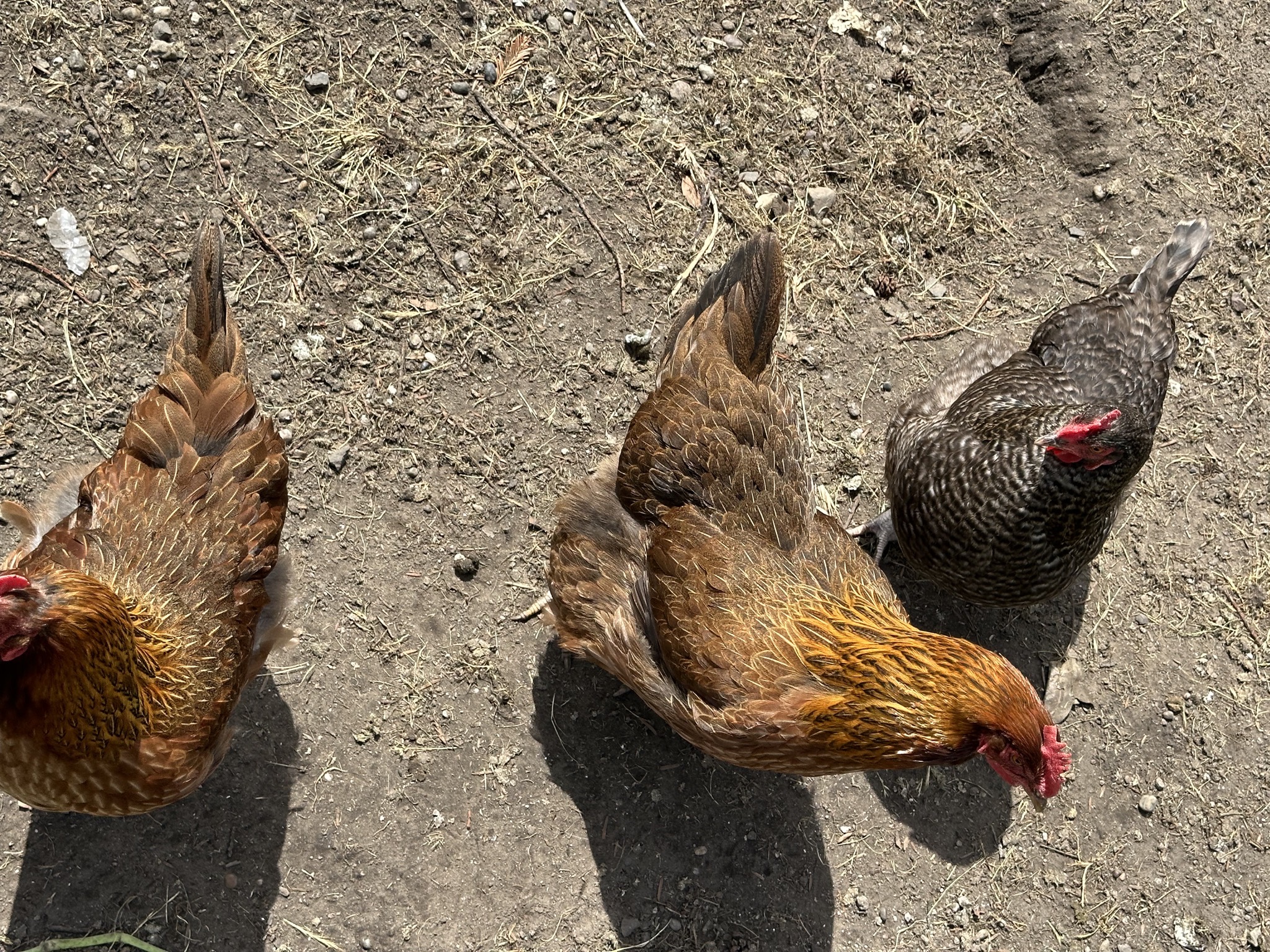 Chickens