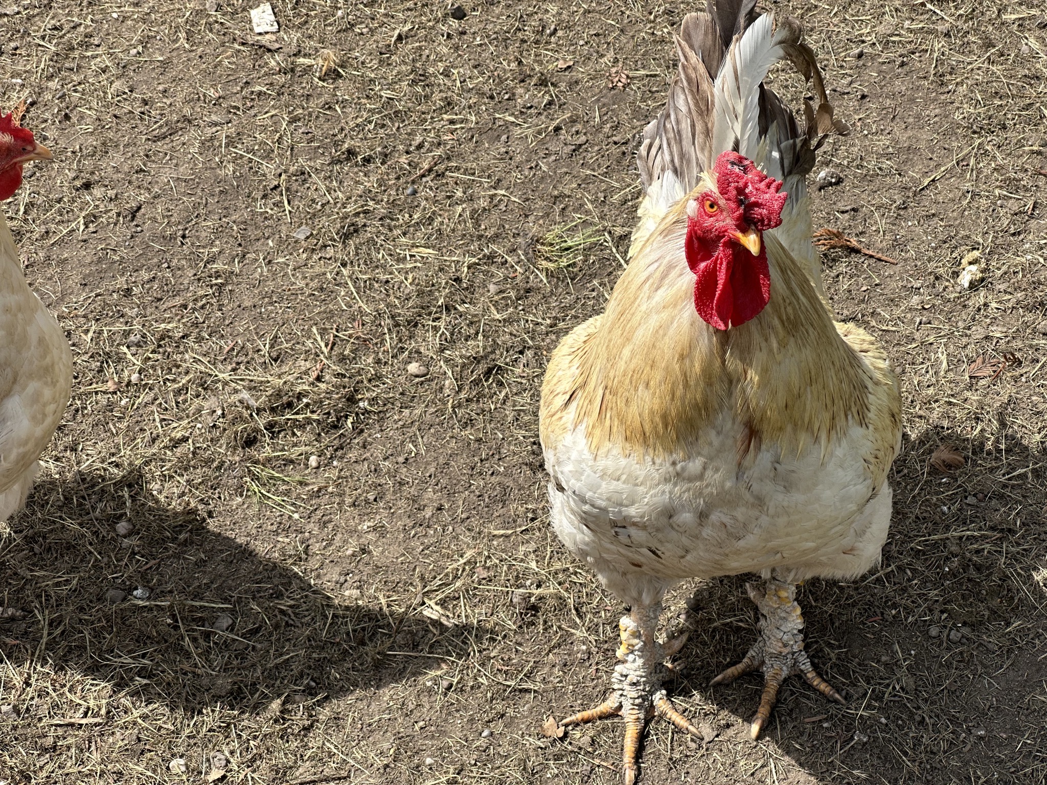 Rooster