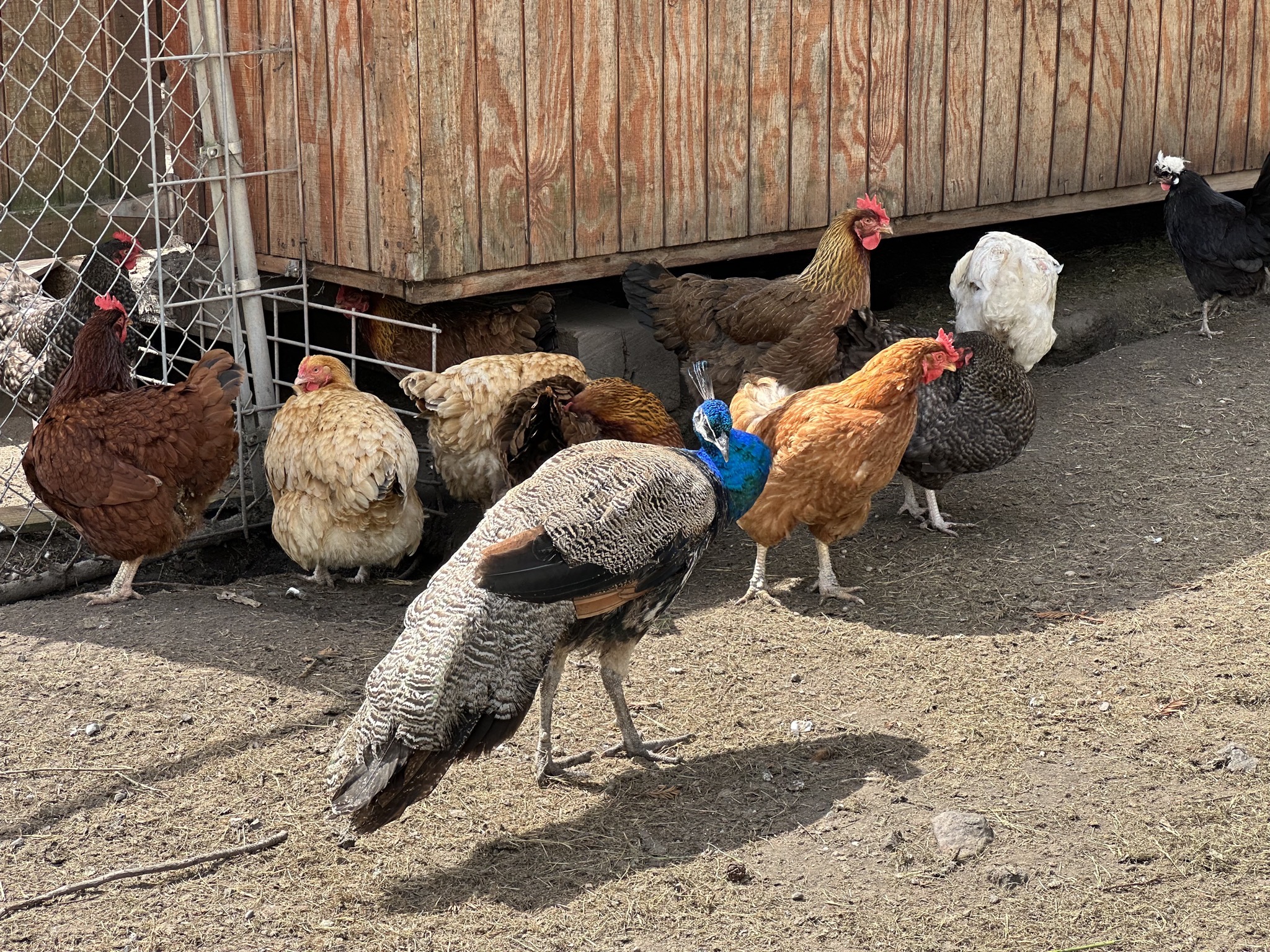 Chickens and peacock