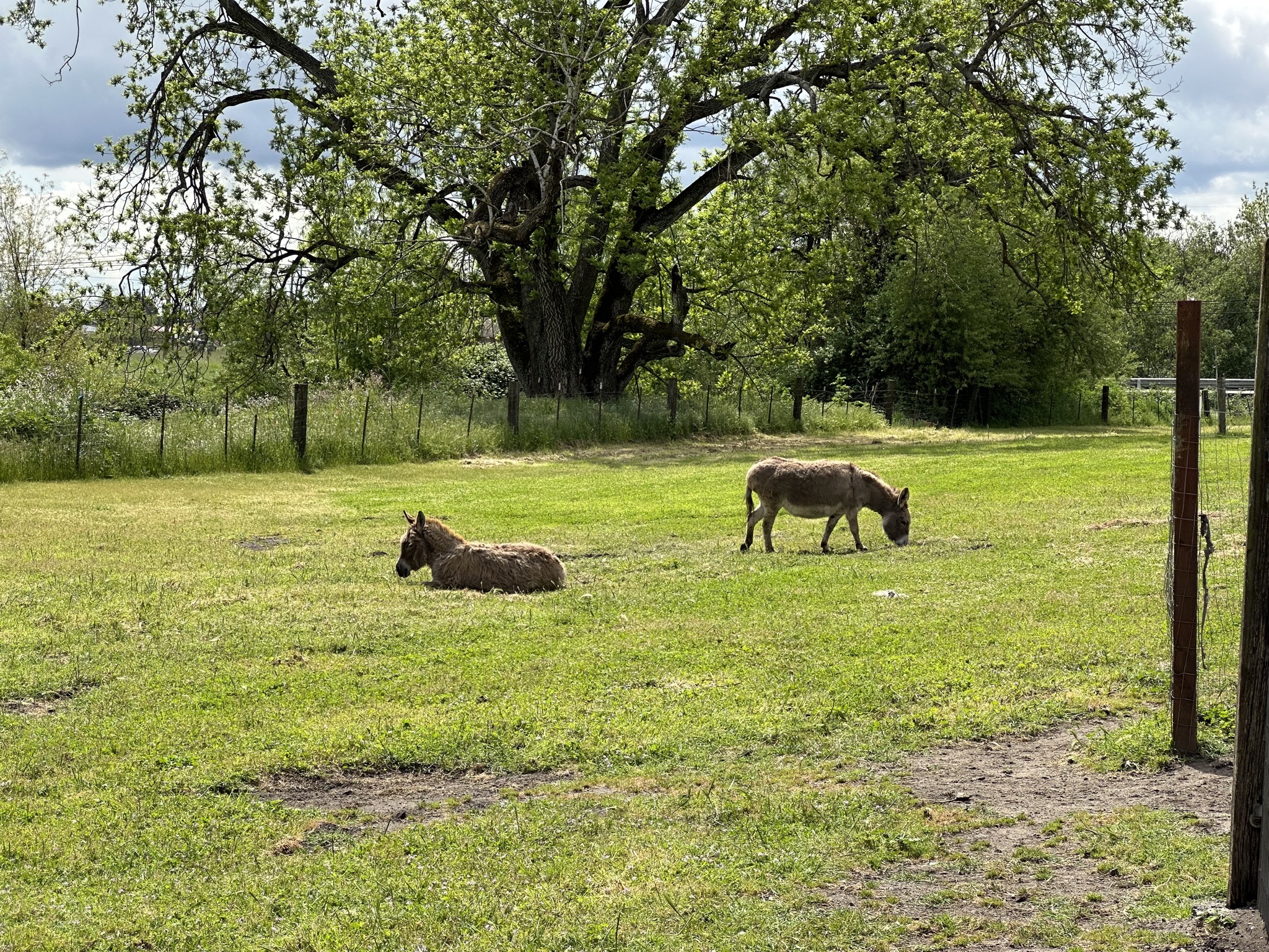 Donkeys