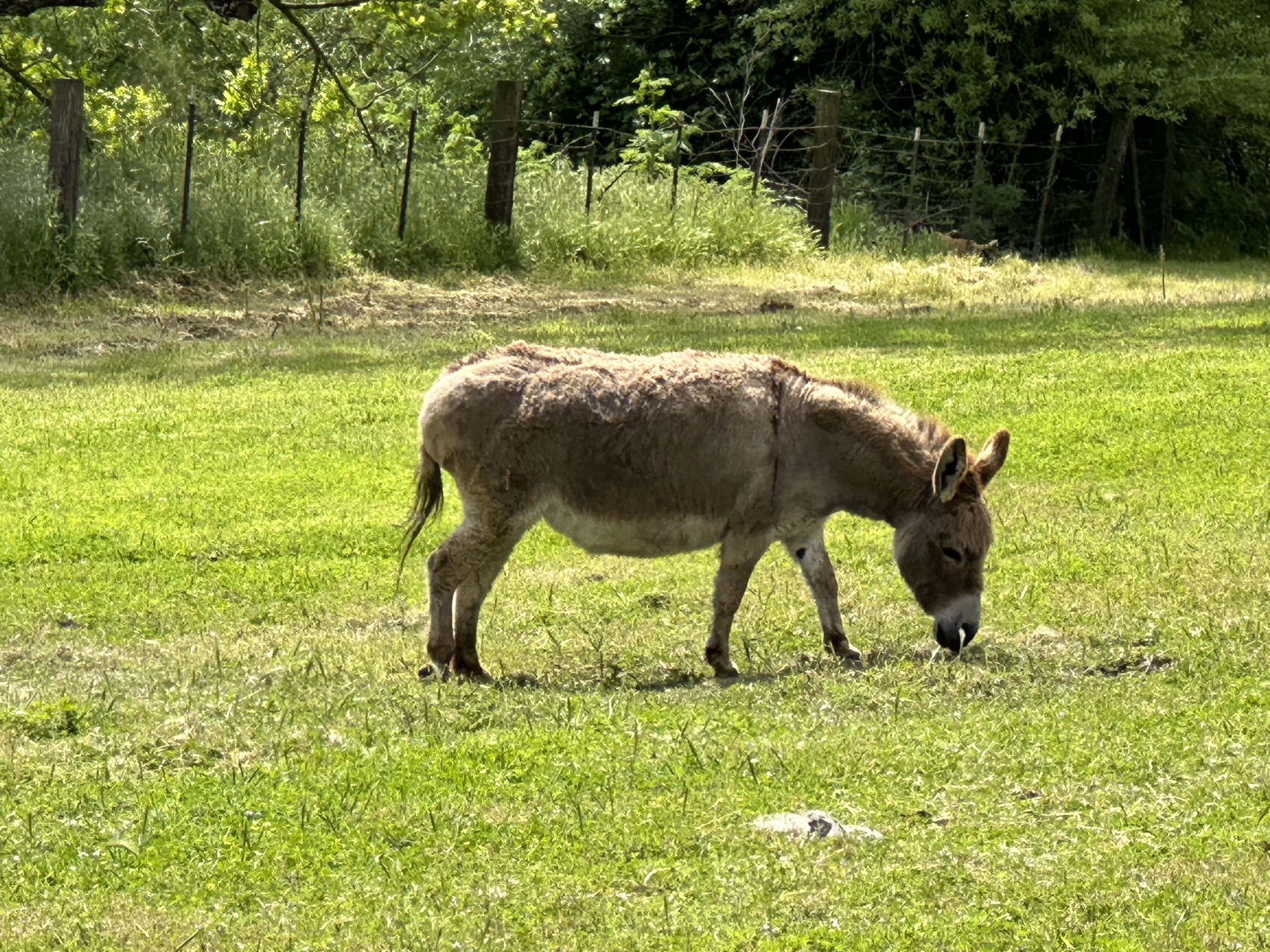 Donkeys