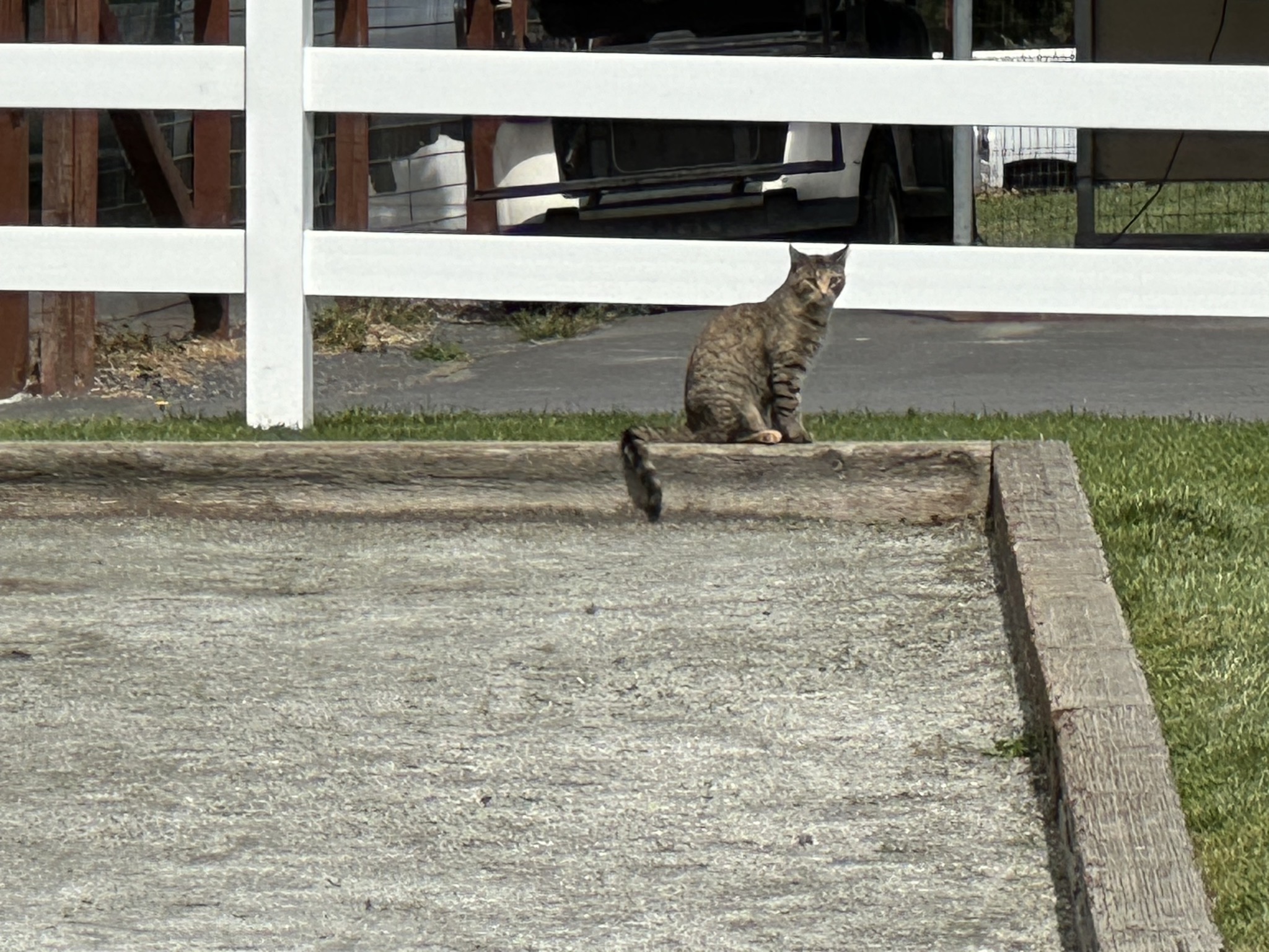 Feral cat