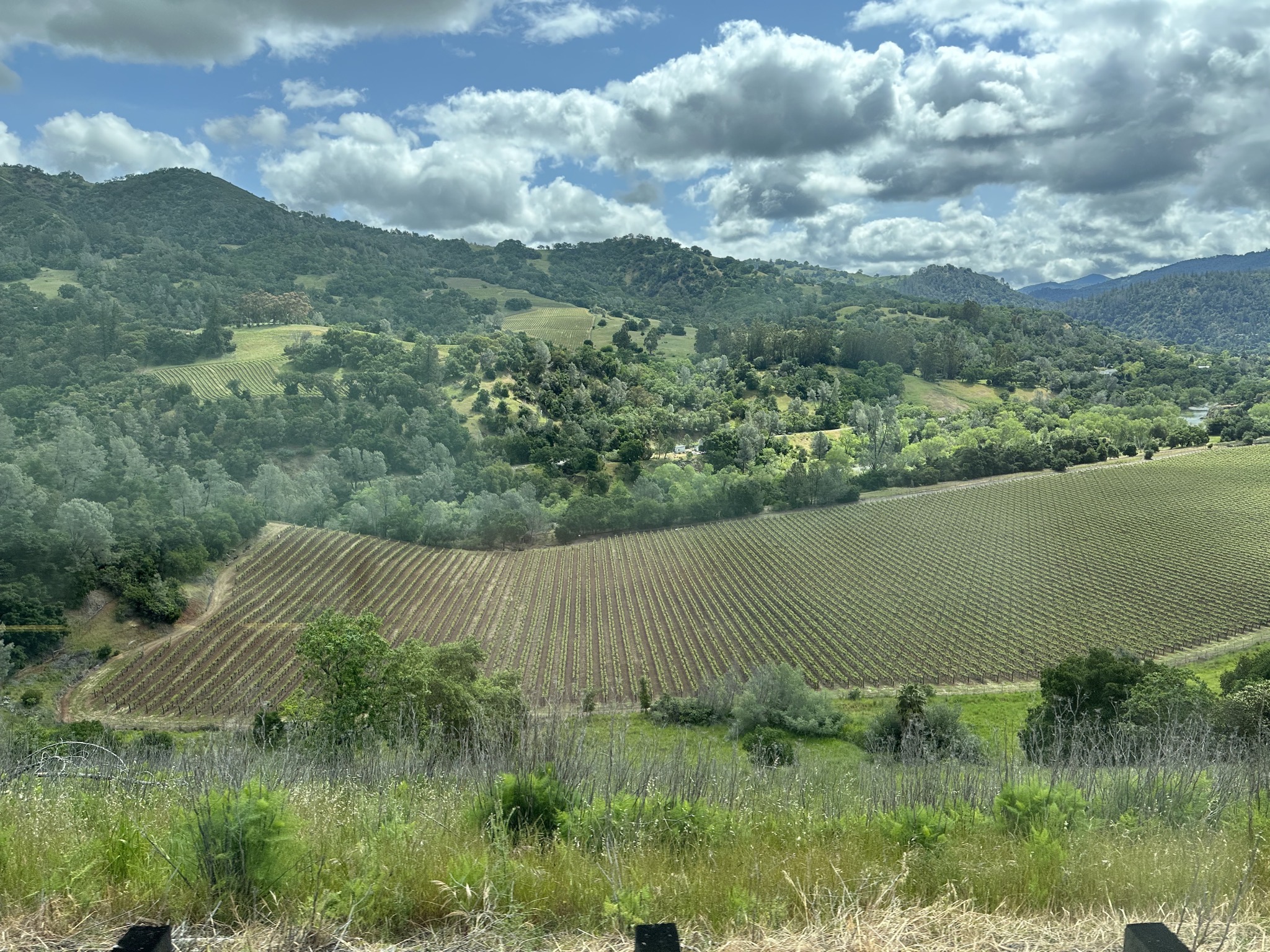 Vines