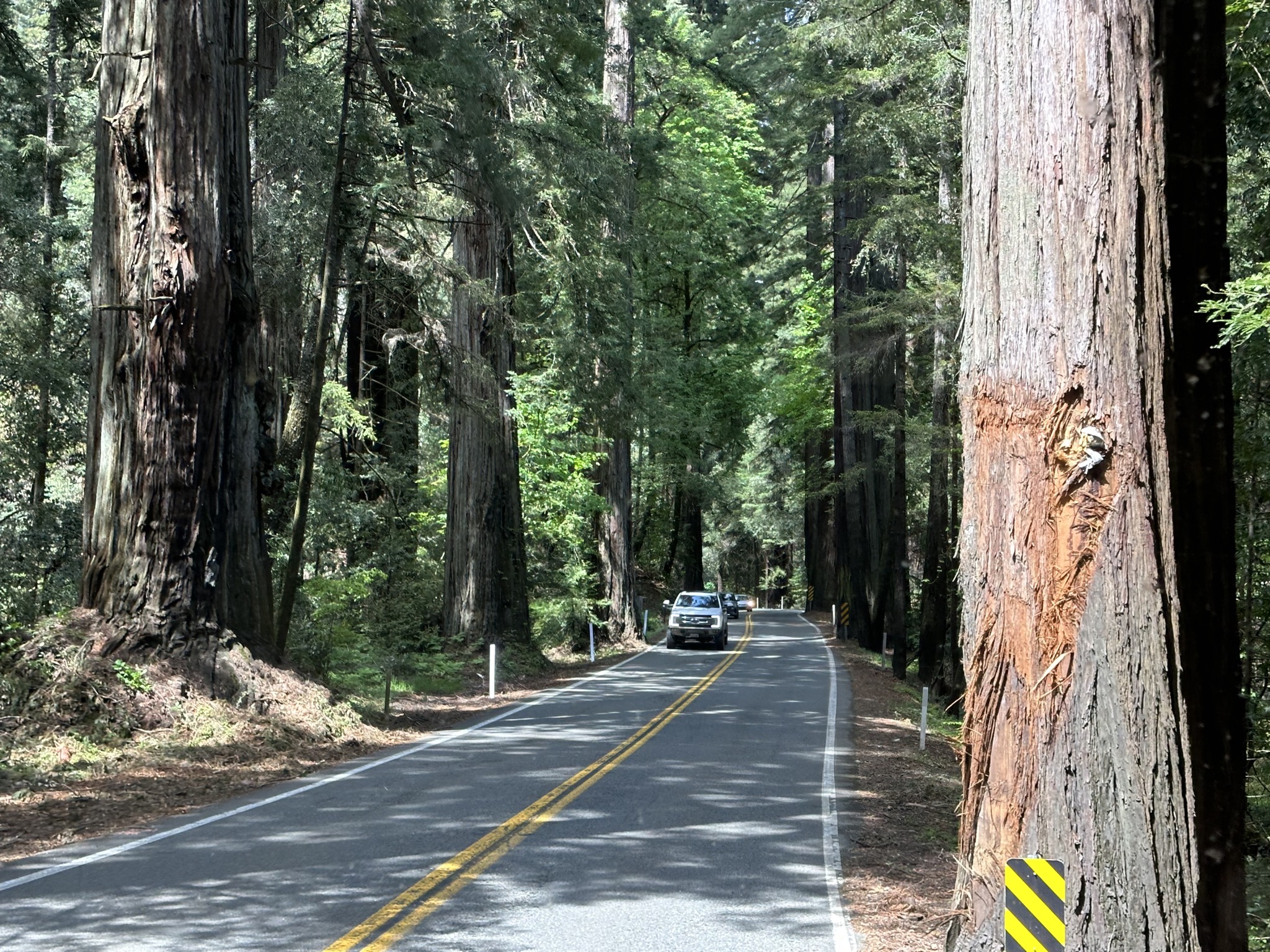 Redwoods