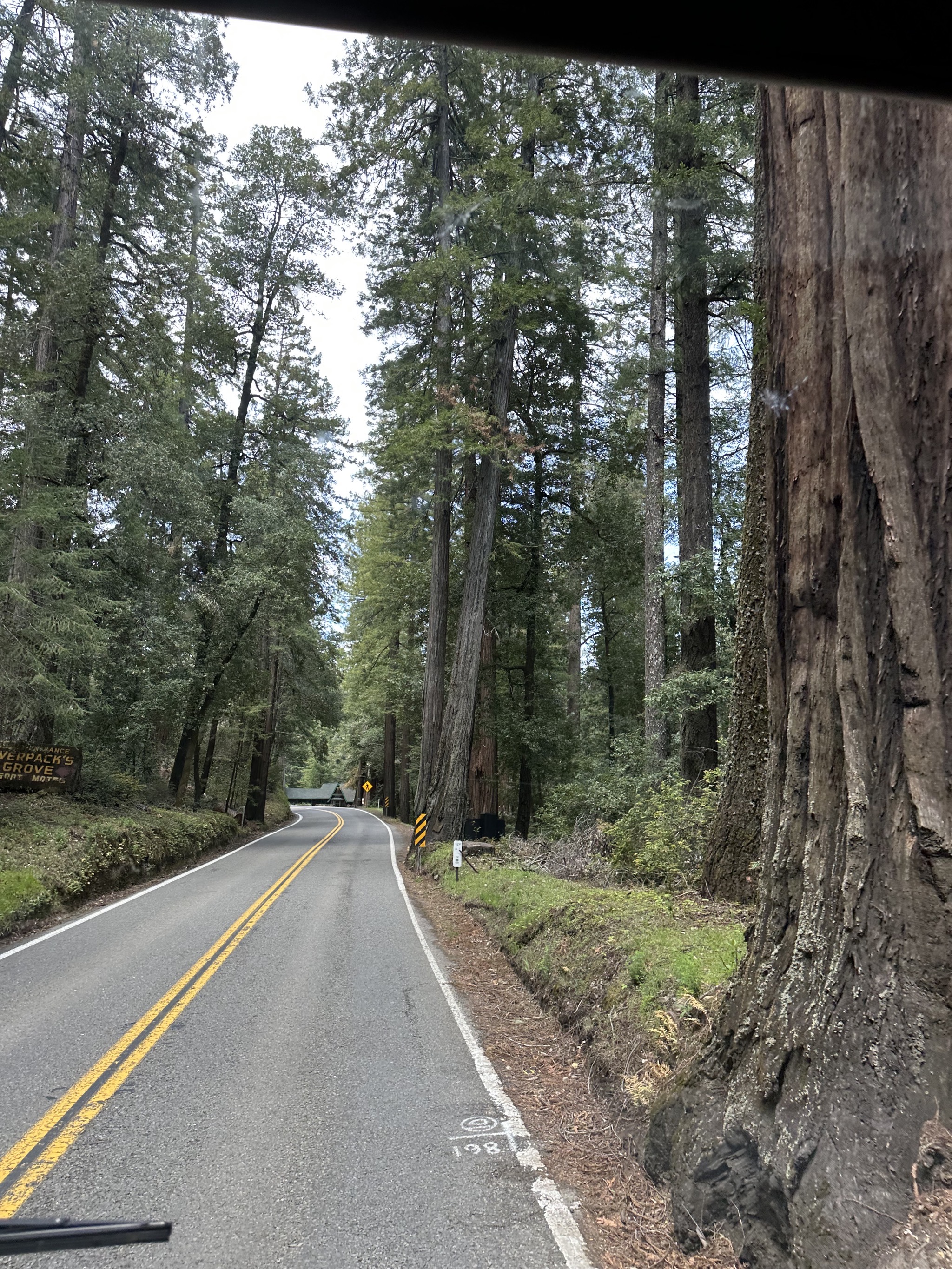 Redwoods