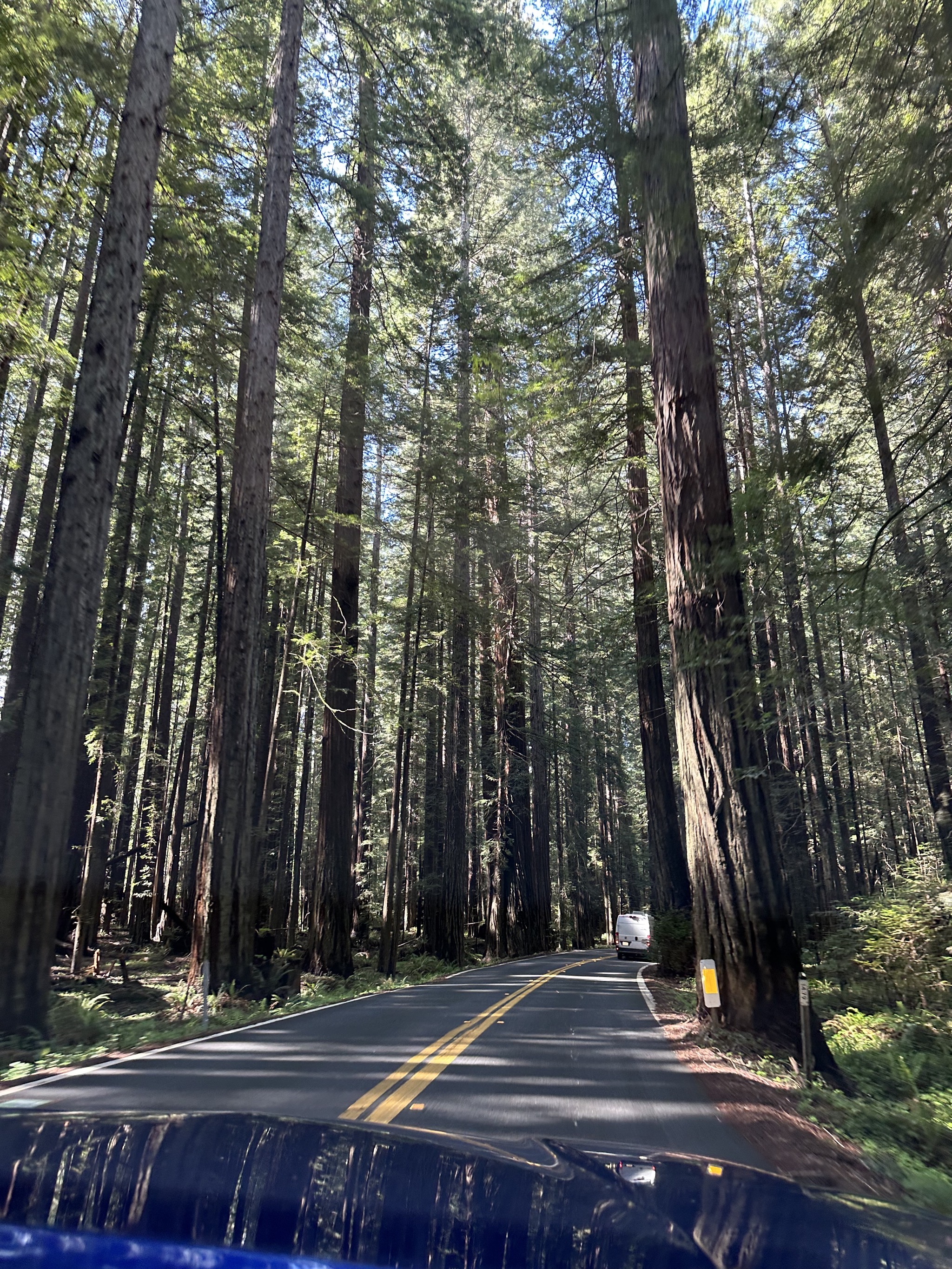 Redwoods