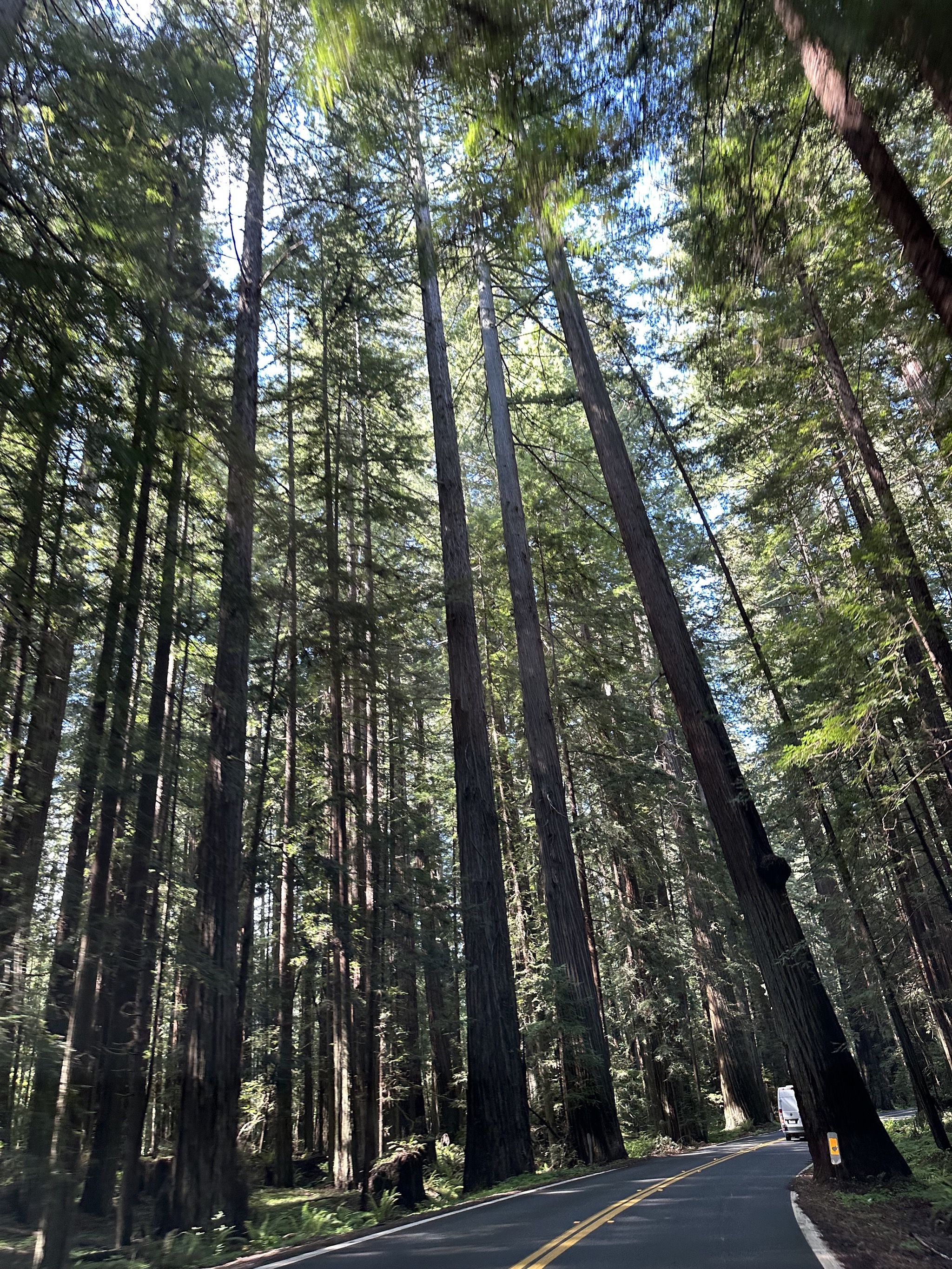 Redwoods