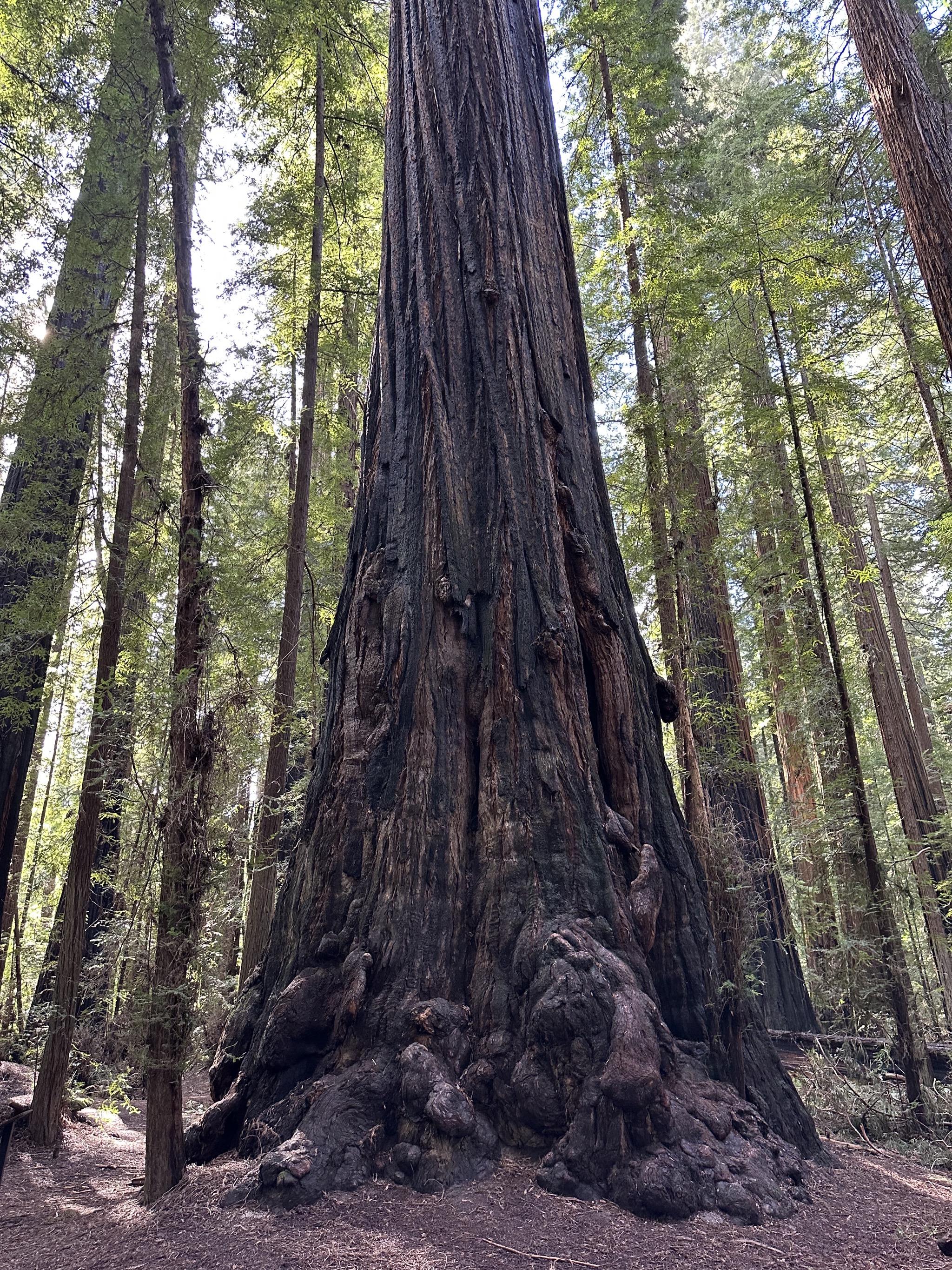 Gould Grove Nature Loop Trail