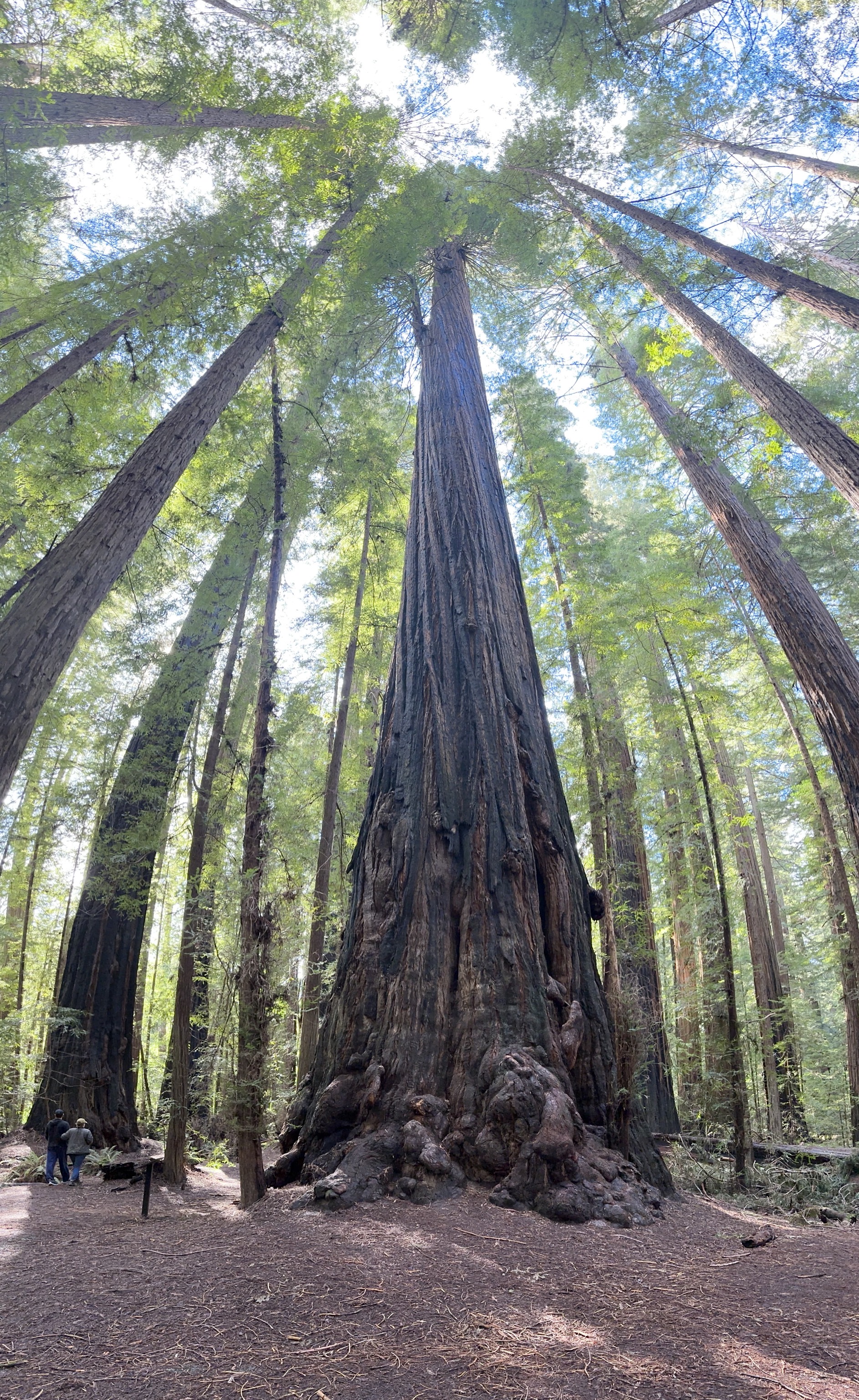 Gould Grove Nature Loop Trail