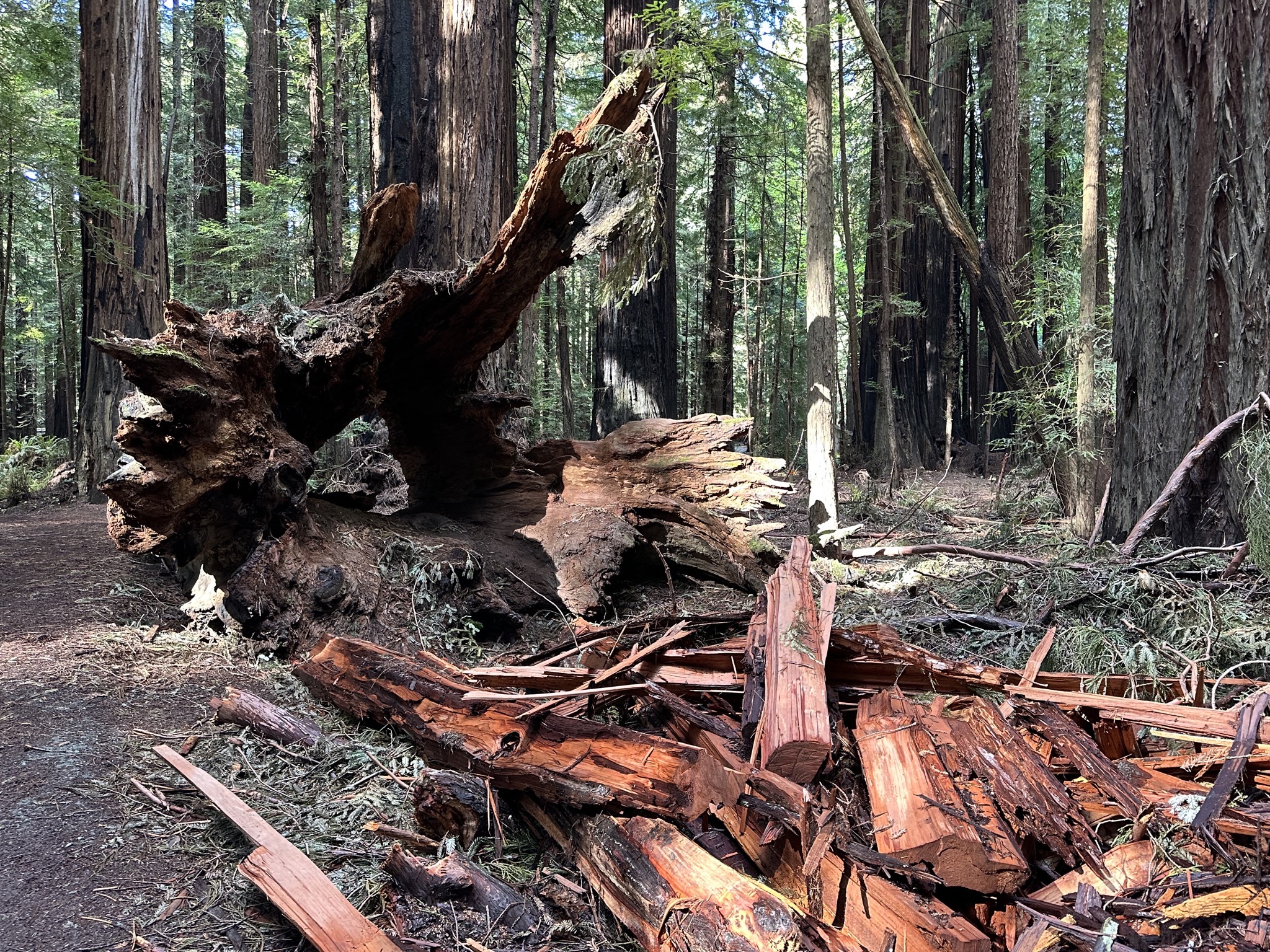 Gould Grove Nature Loop Trail