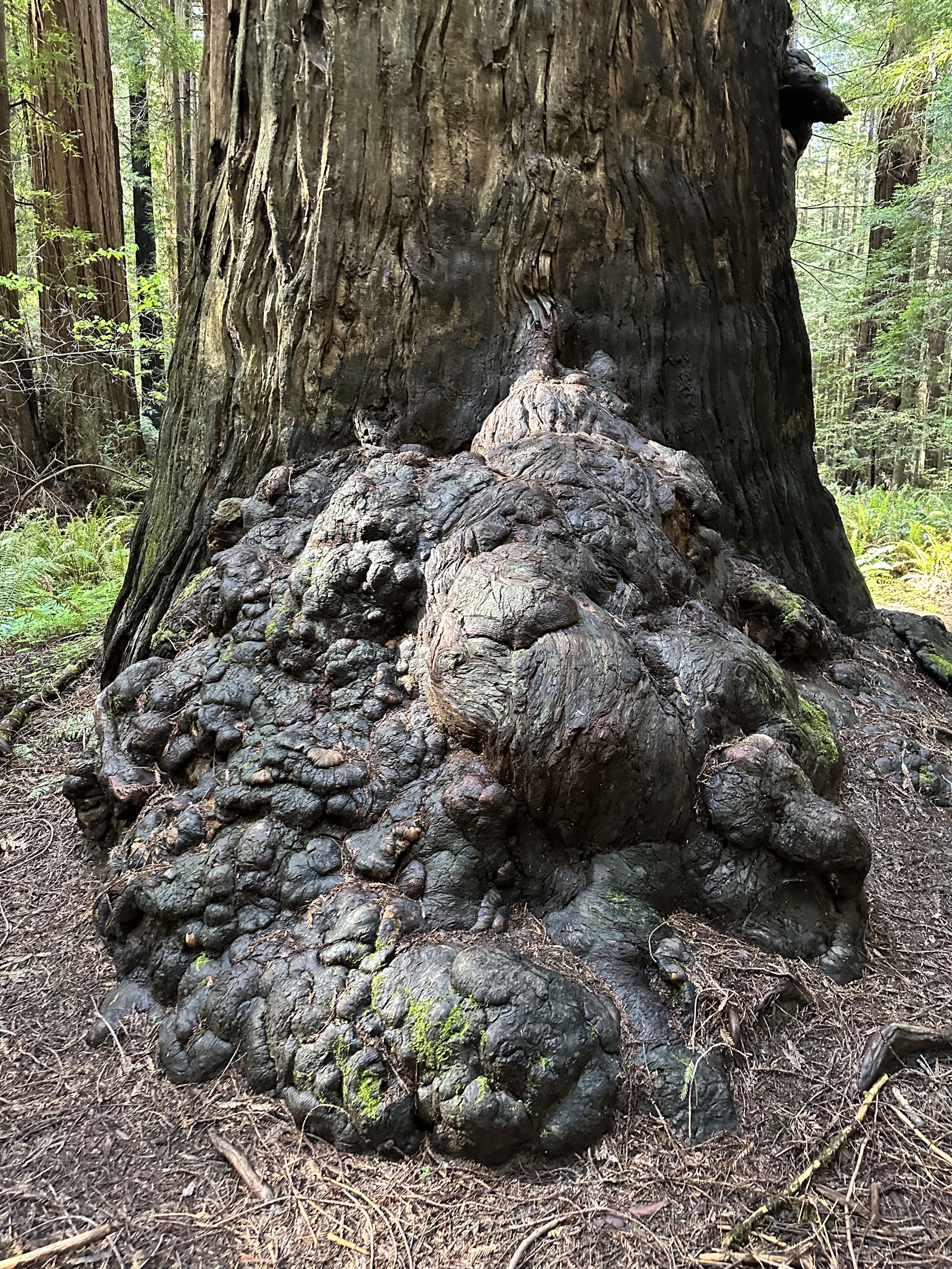 Gould Grove Nature Loop Trail