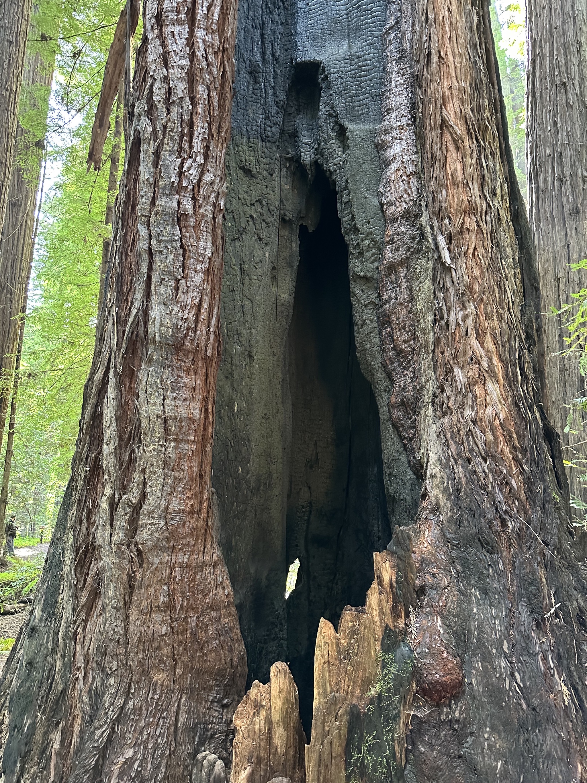 Gould Grove Nature Loop Trail