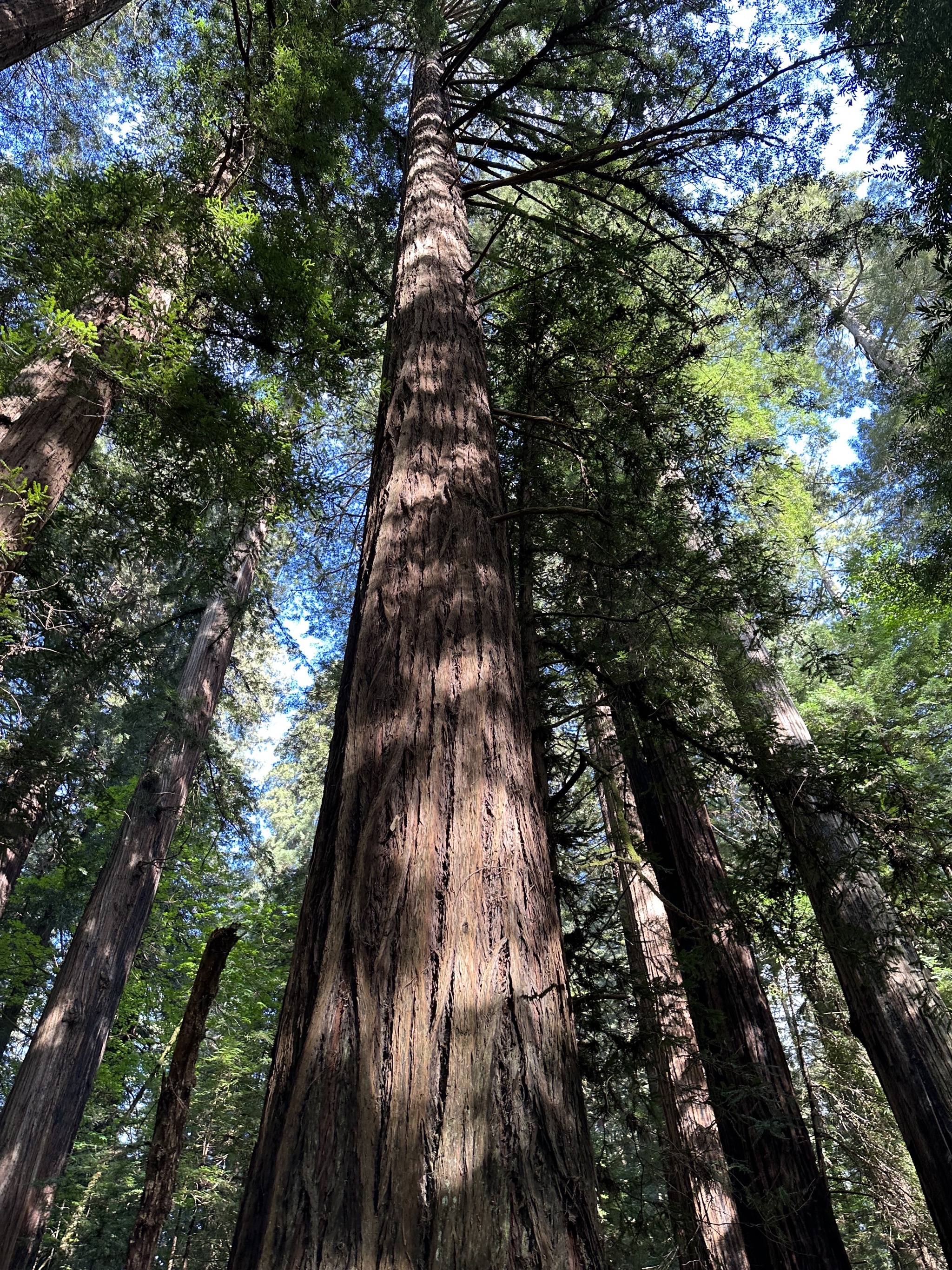 Gould Grove Nature Loop Trail