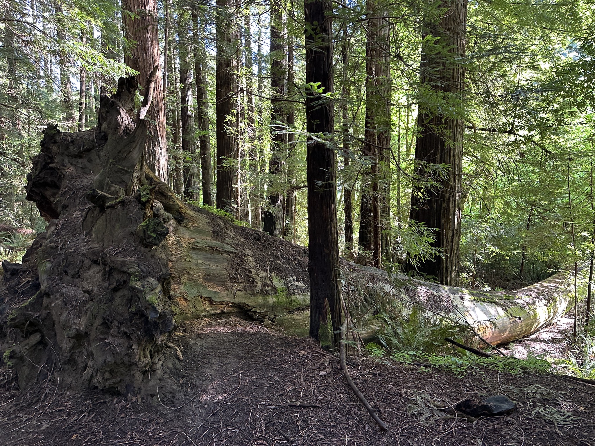 Gould Grove Nature Loop Trail