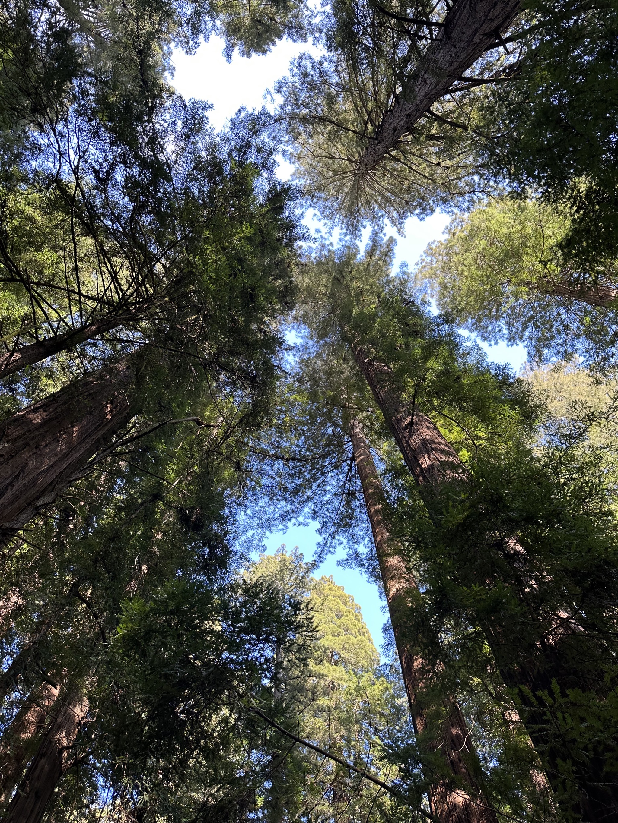 Gould Grove Nature Loop Trail