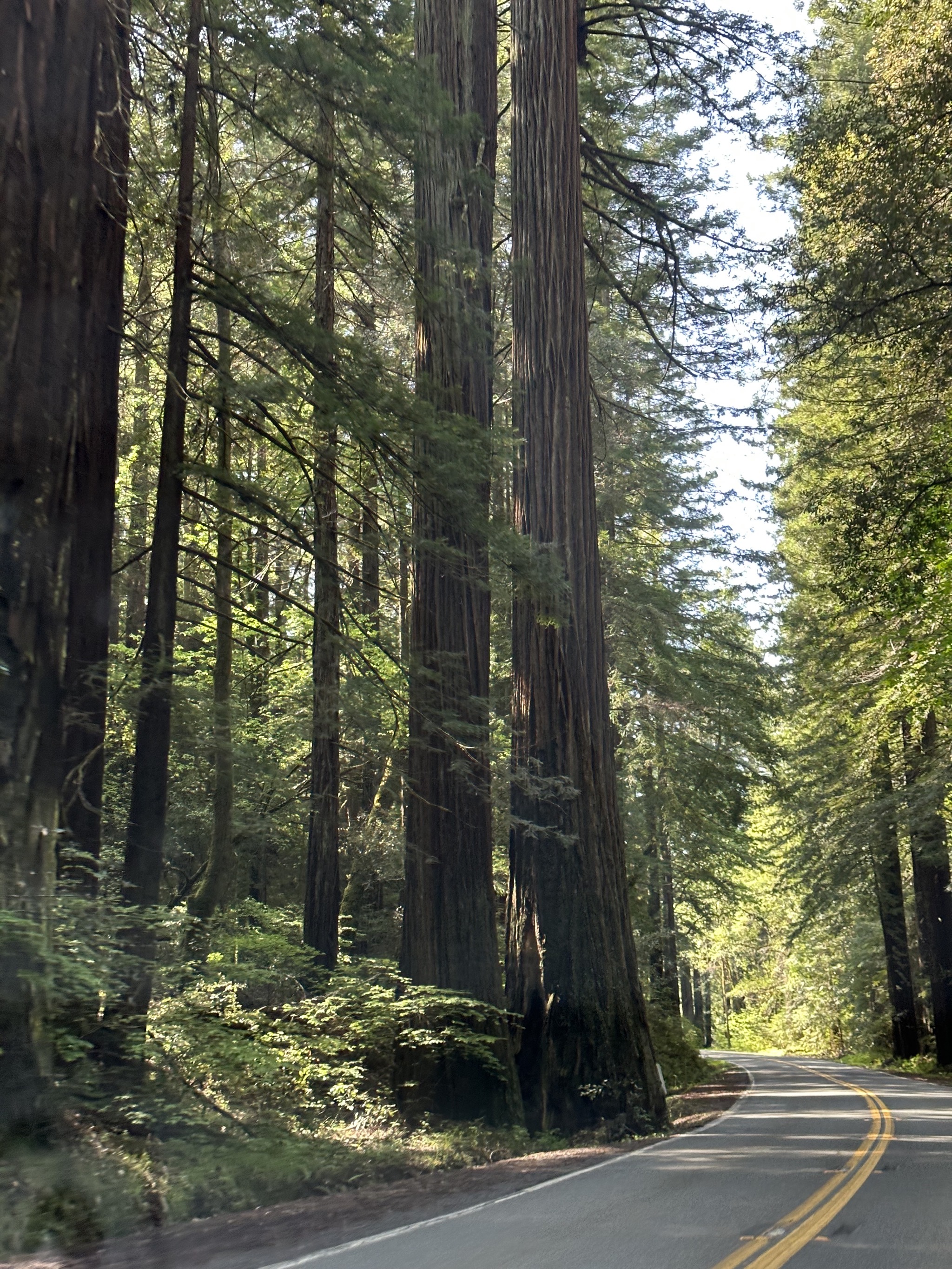 Avenue of the Giants