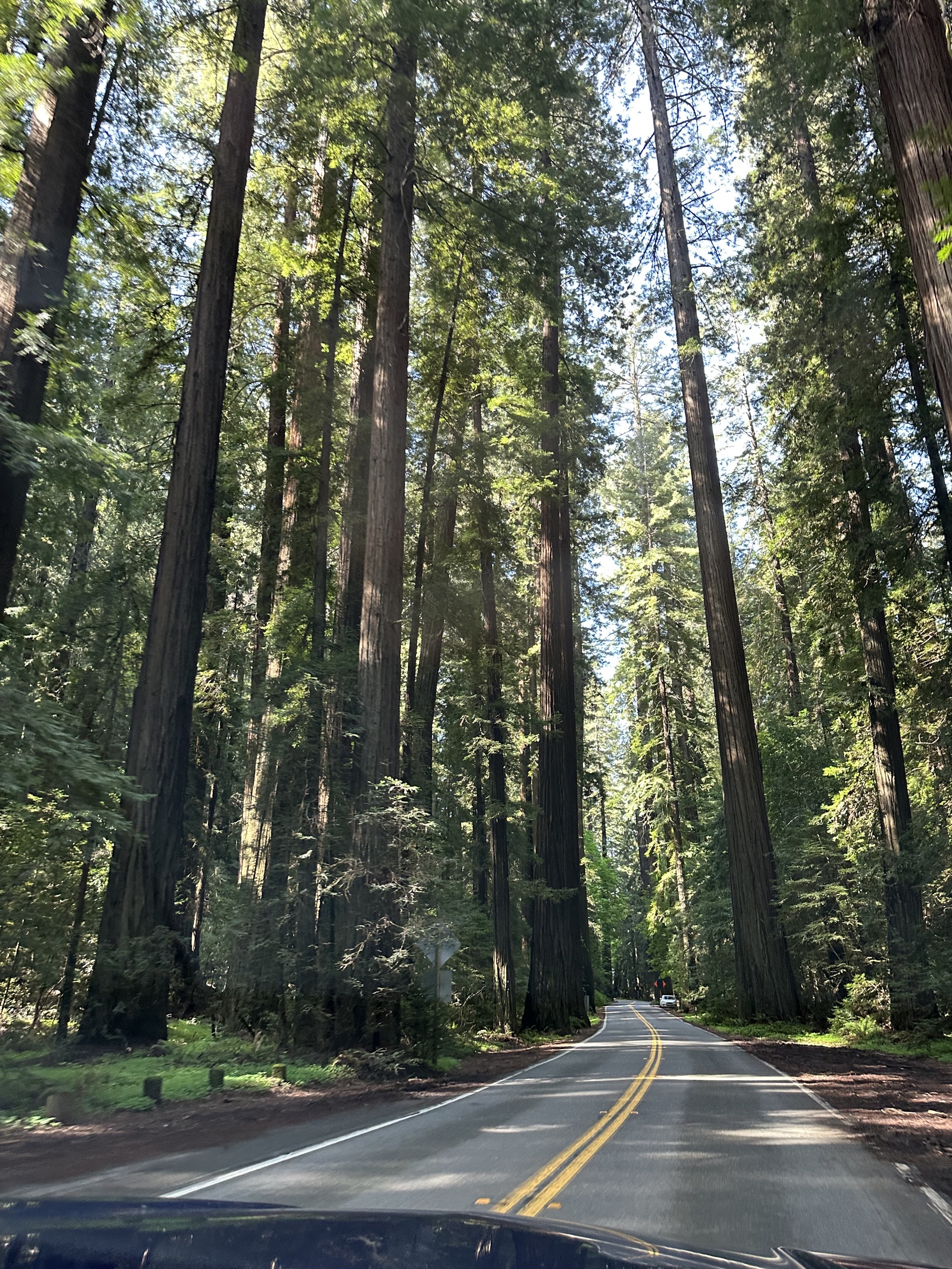 Avenue of the Giants