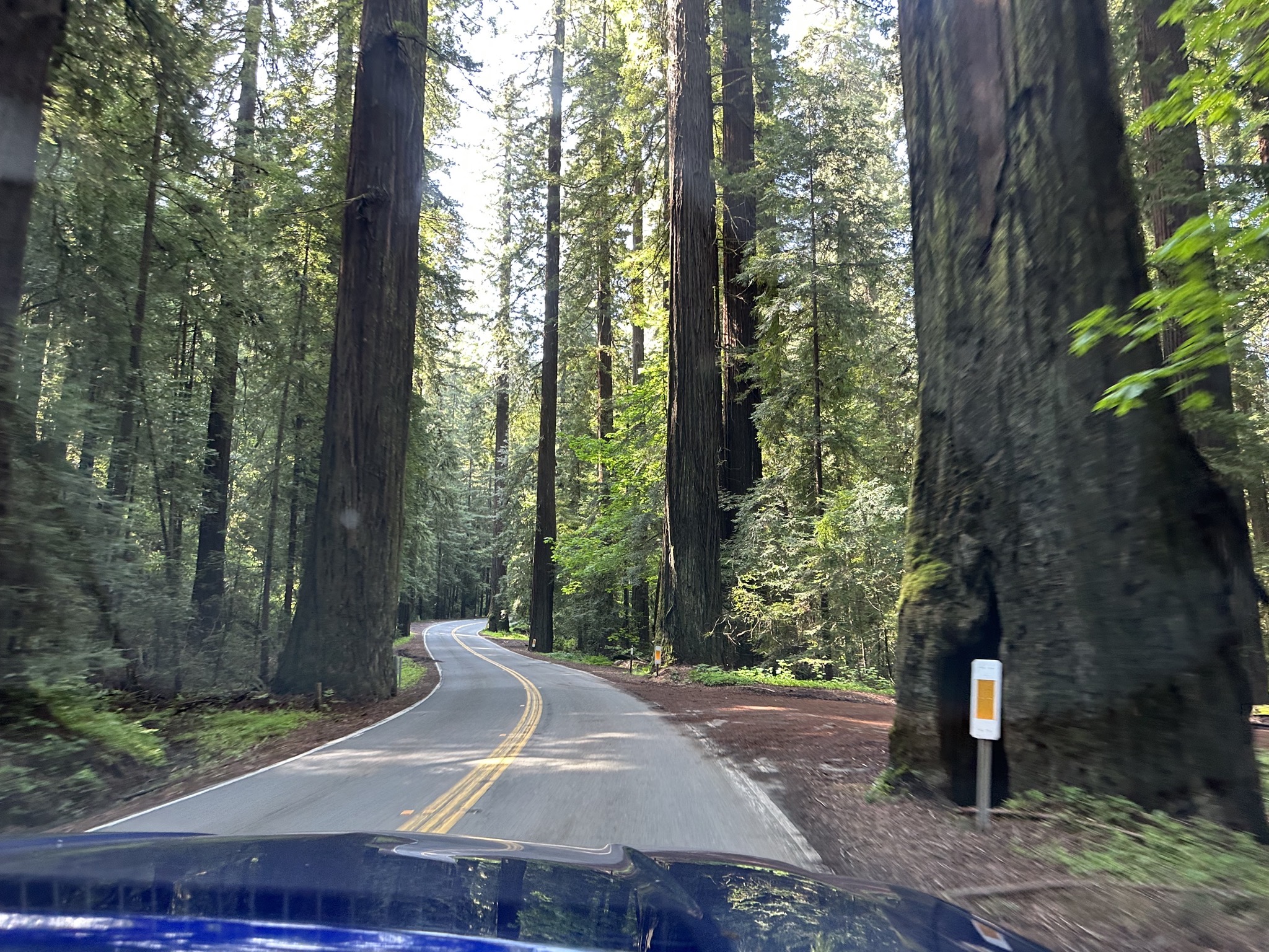 Avenue of the Giants