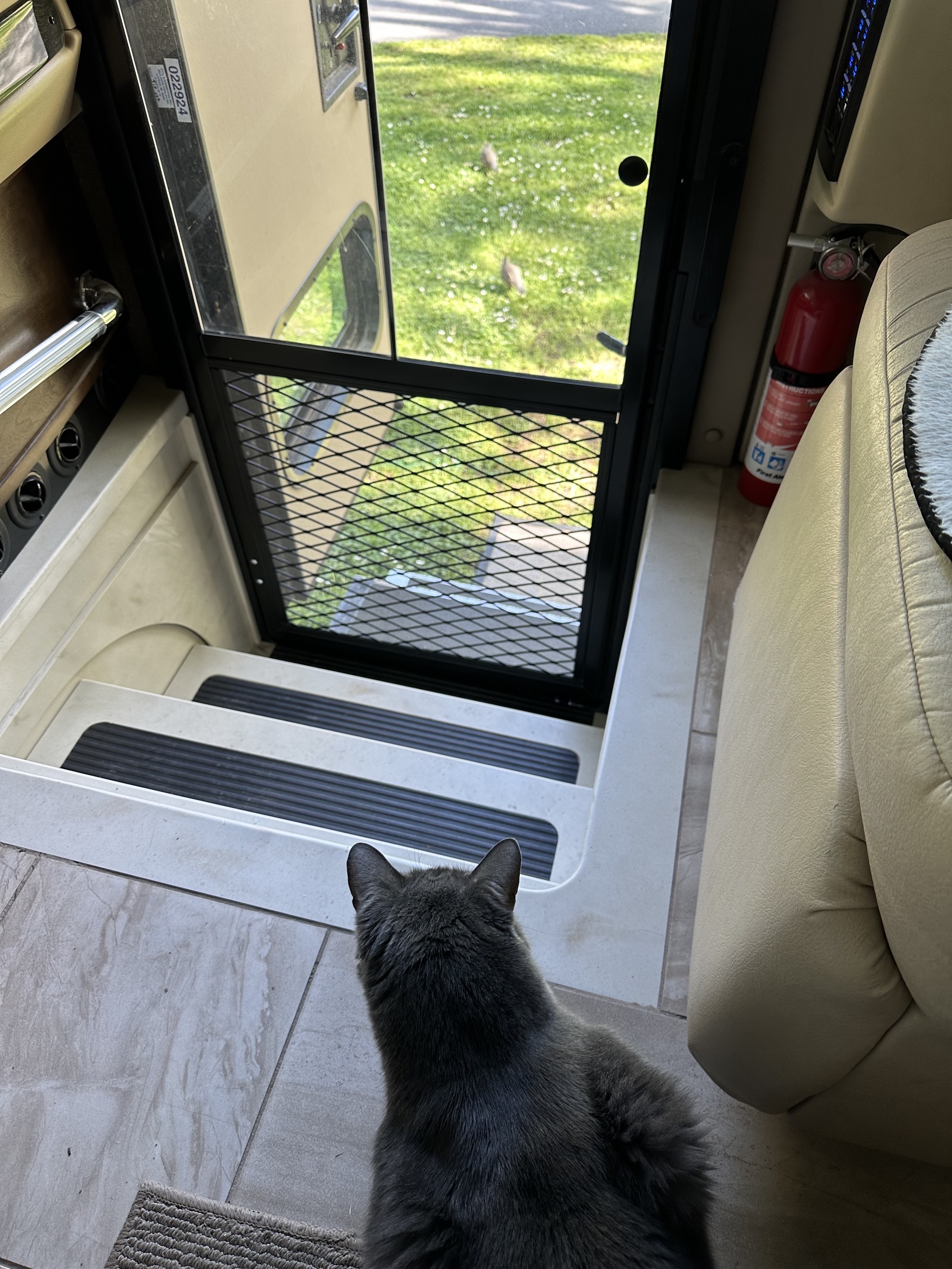Paladin watching quail