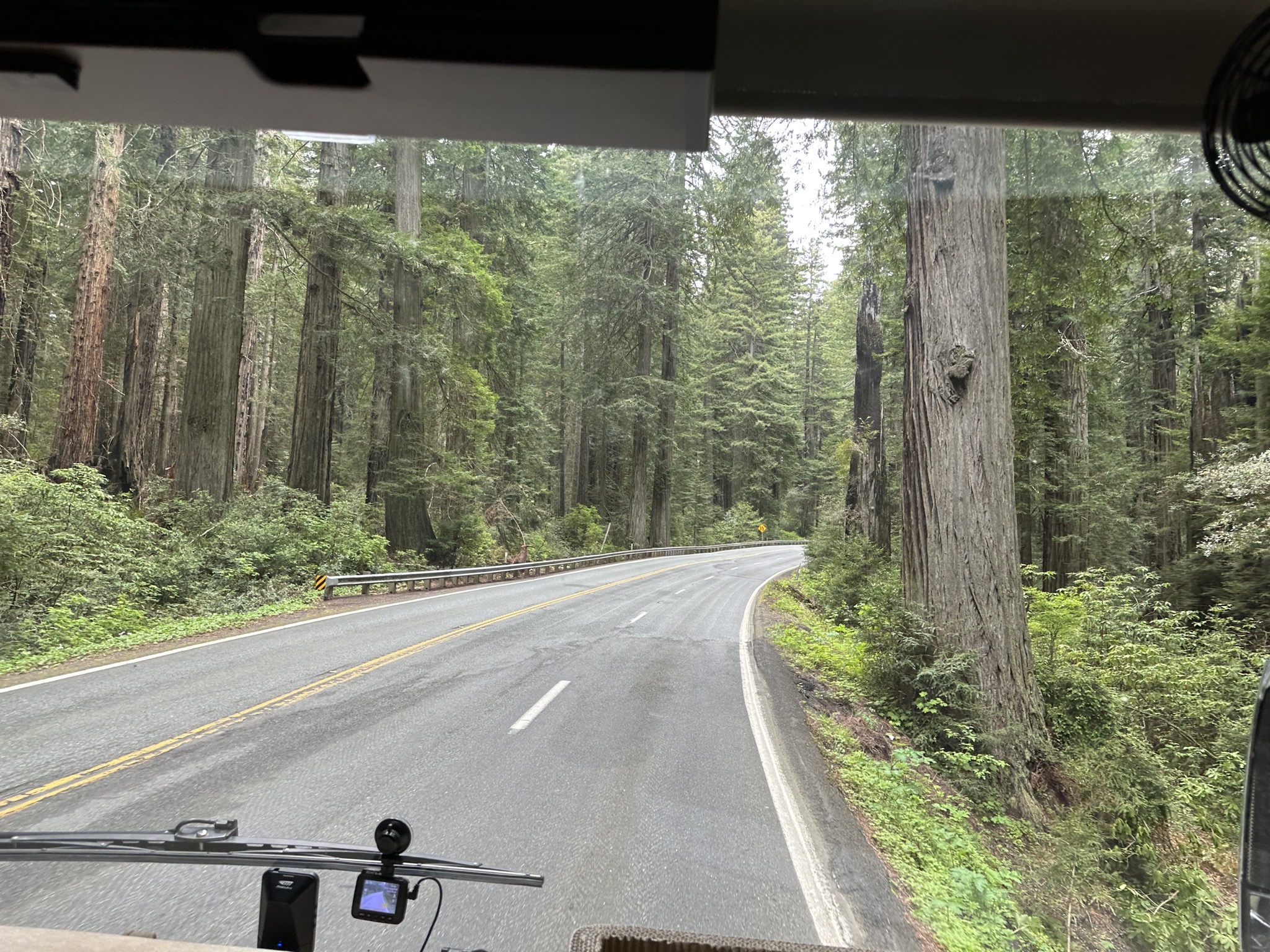 Redwoods