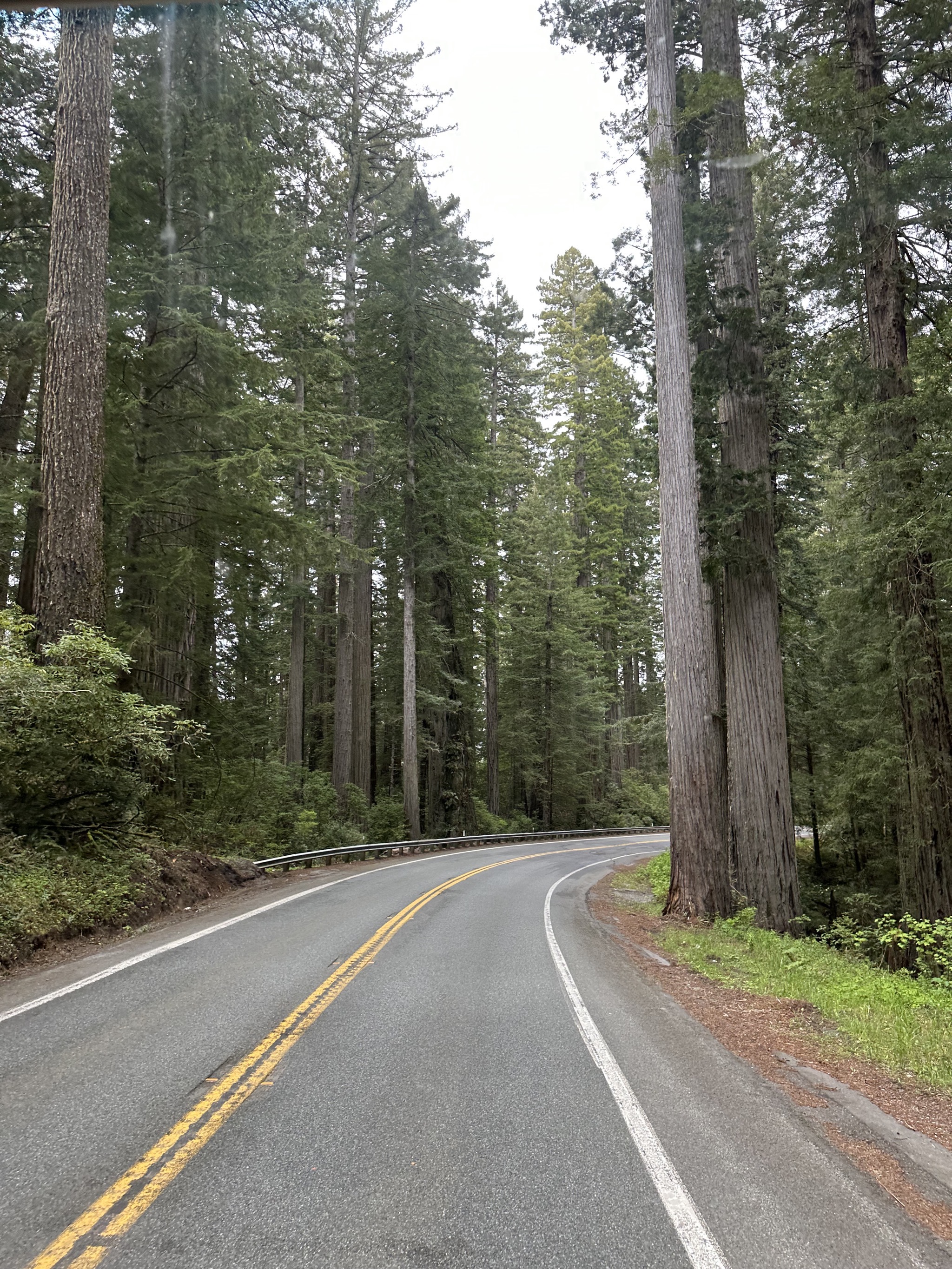 Redwoods
