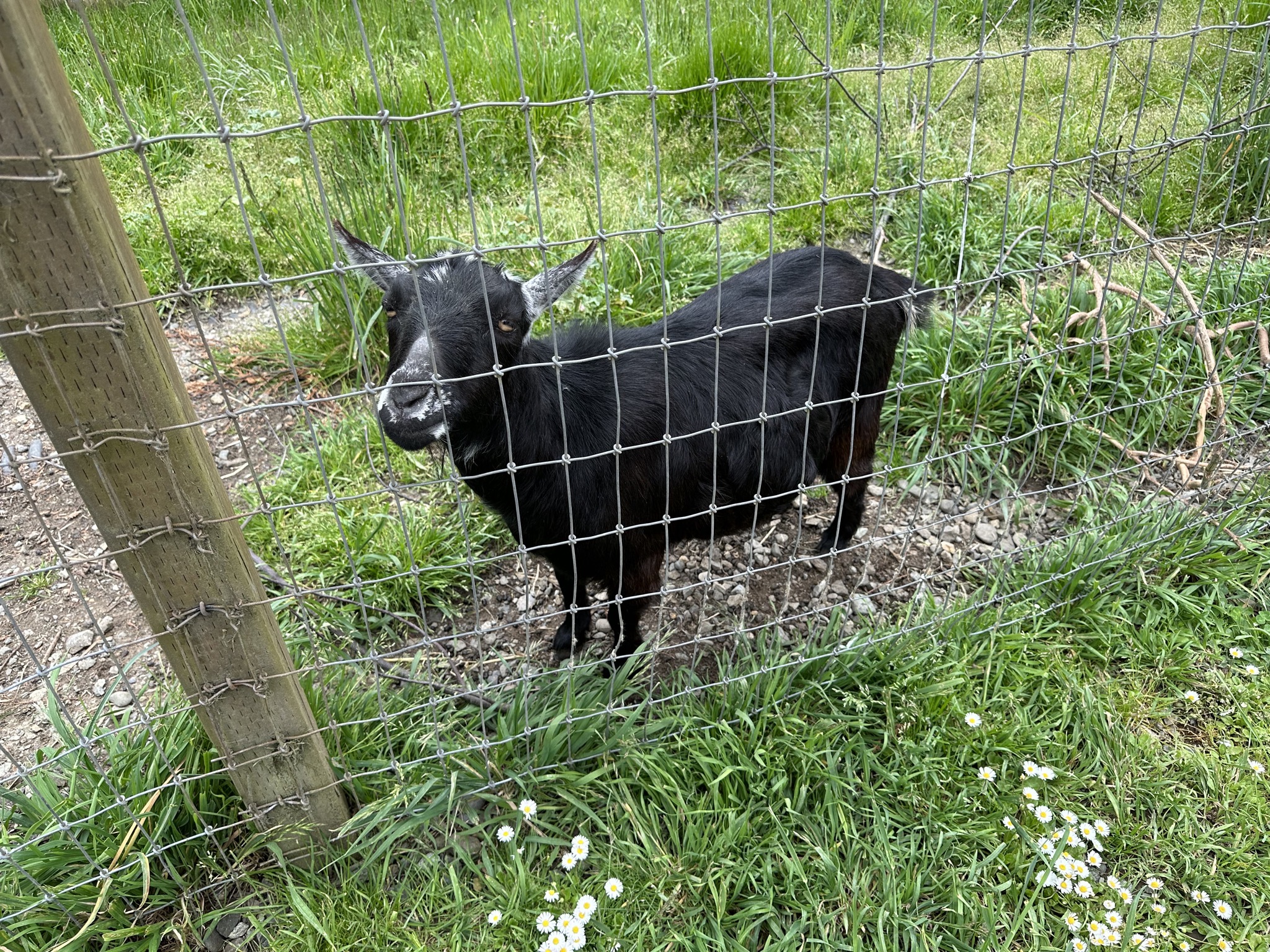 Goat