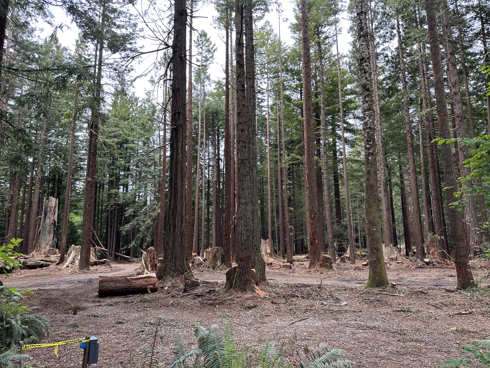 Cutting trees