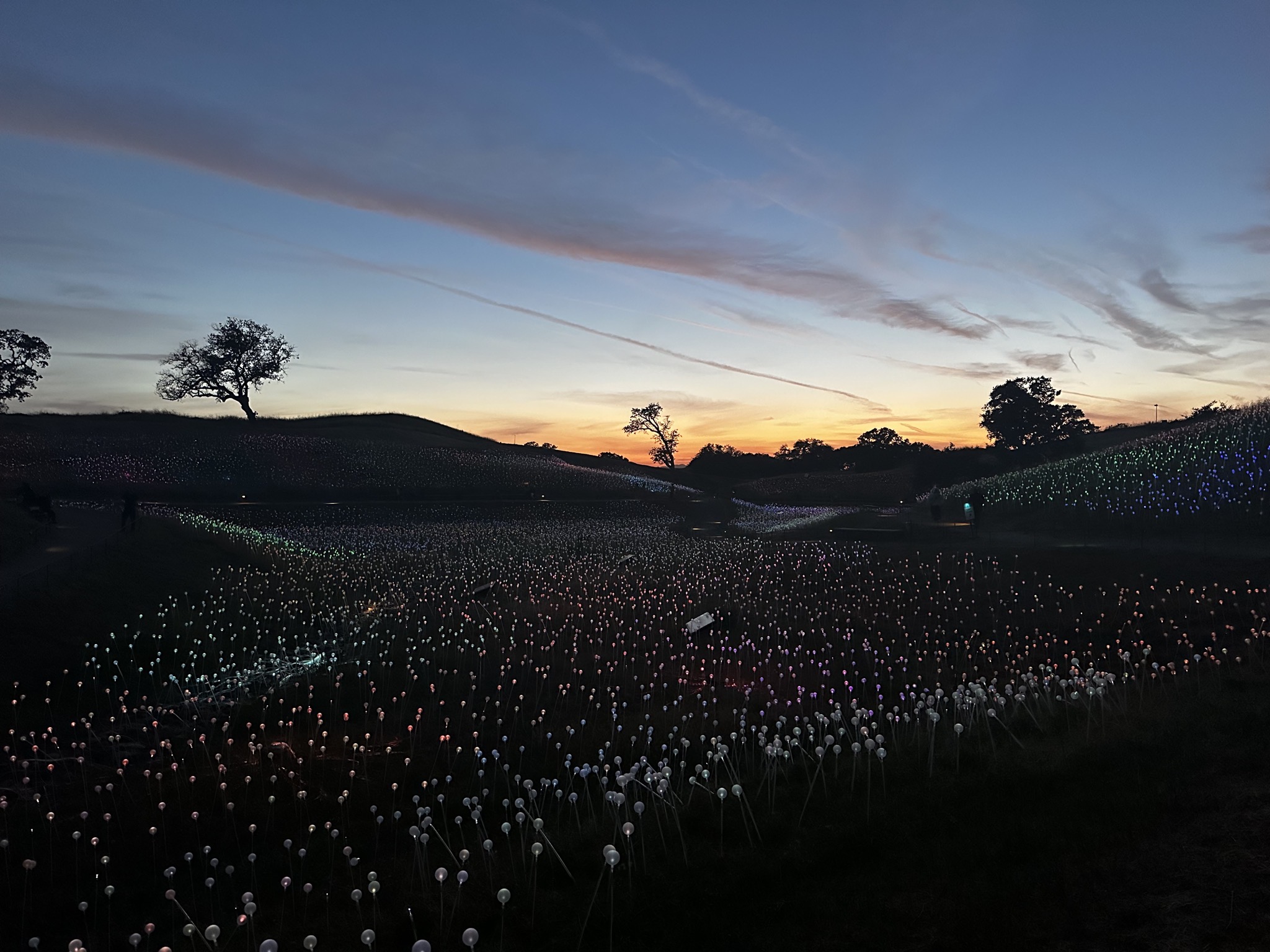 Field of Lights