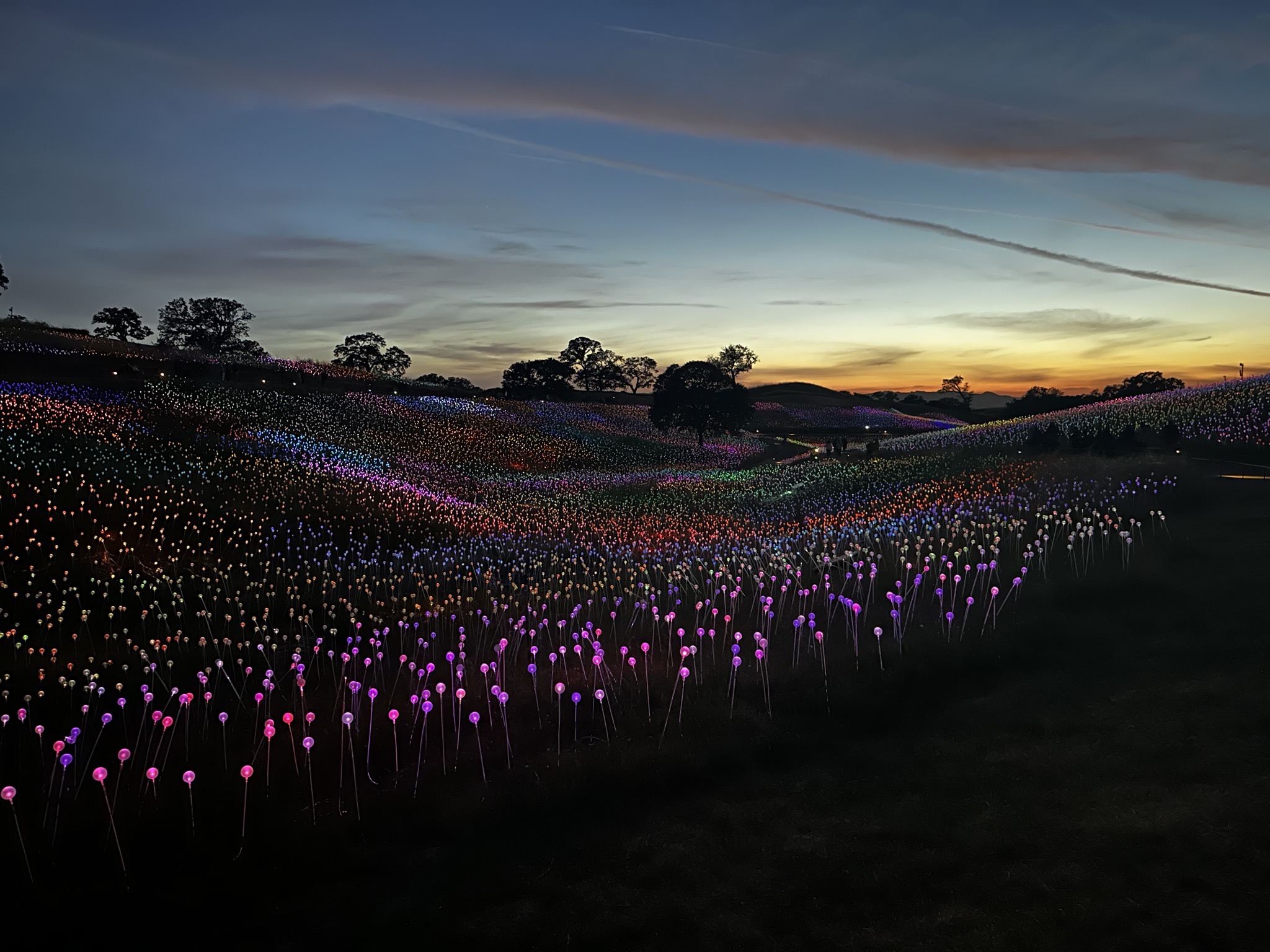 Field of Lights
