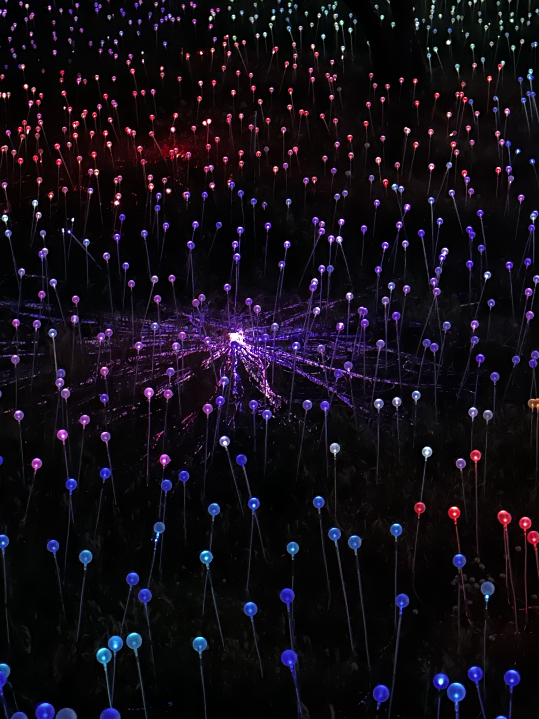Field of Lights