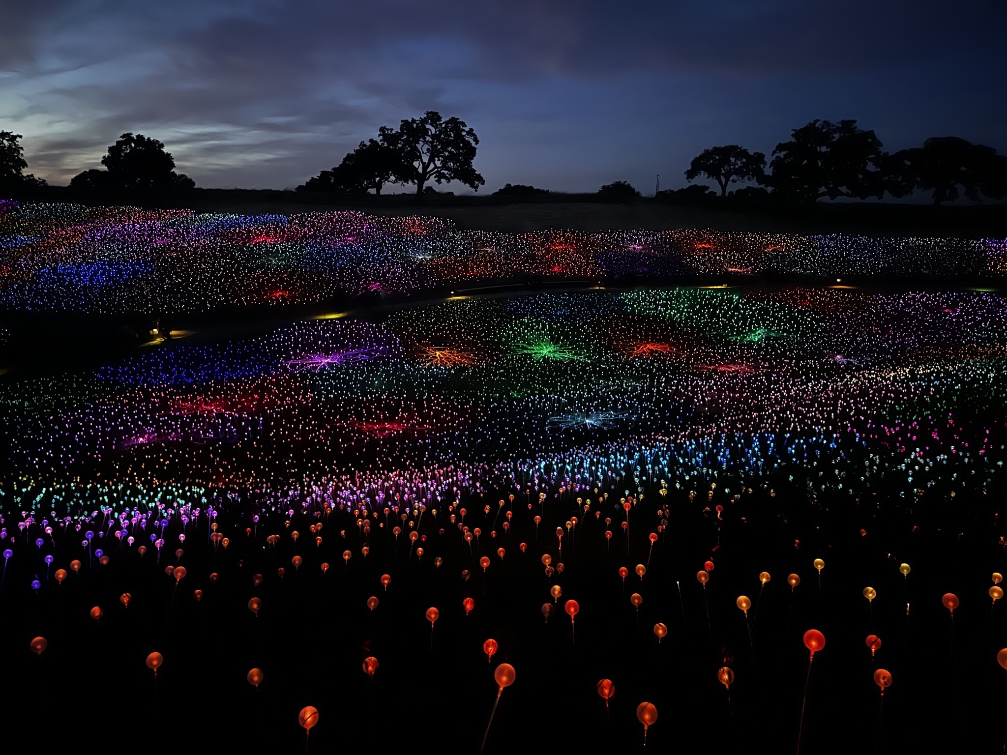 Field of Lights