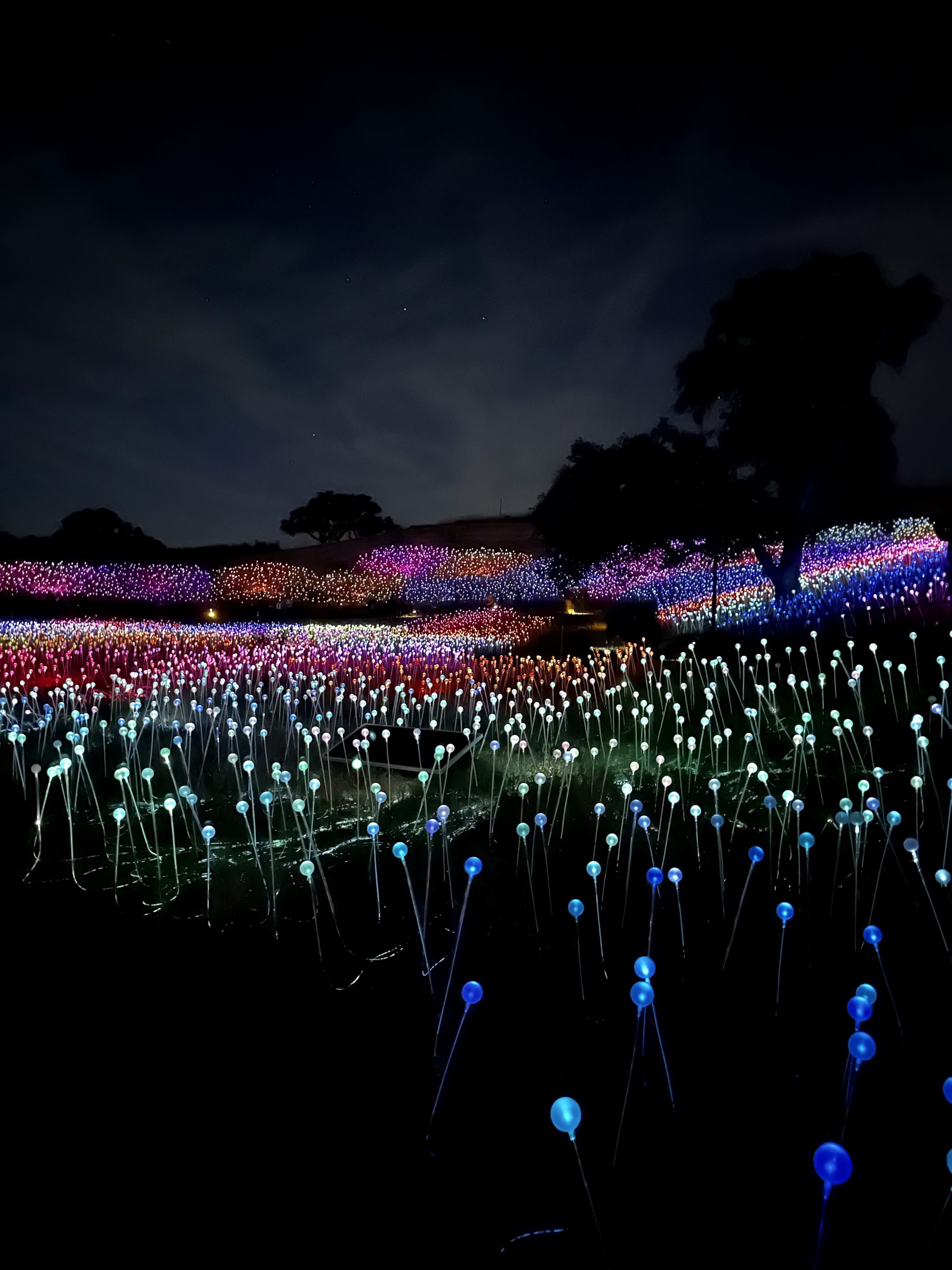 Field of Lights