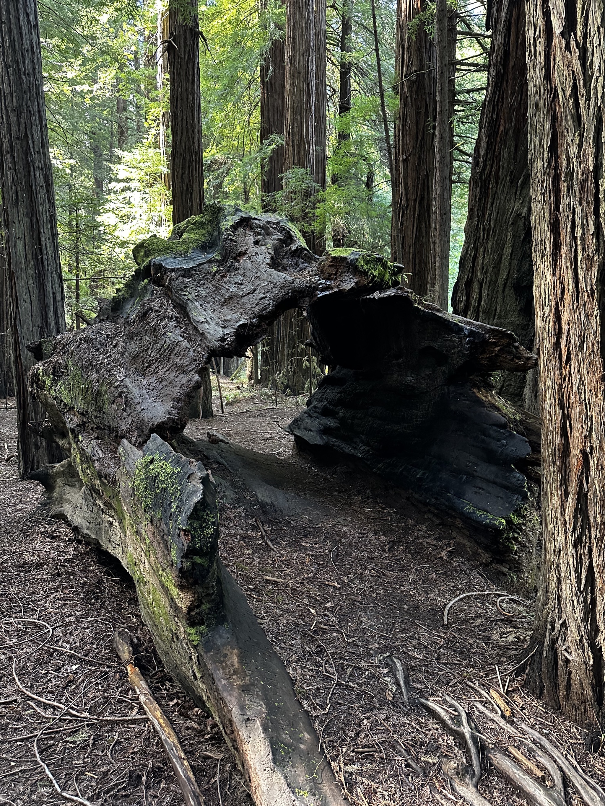 Gould Grove Nature Loop Trail