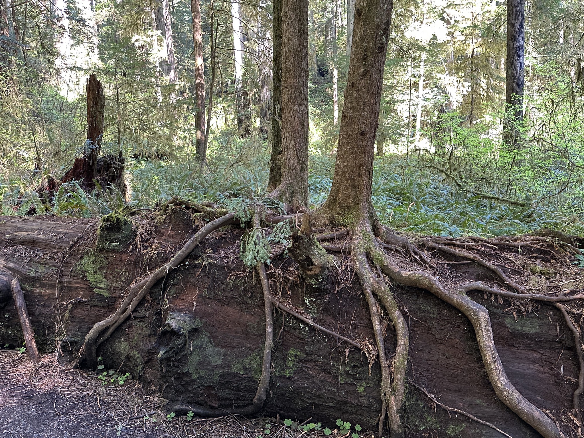 Grove of Titans