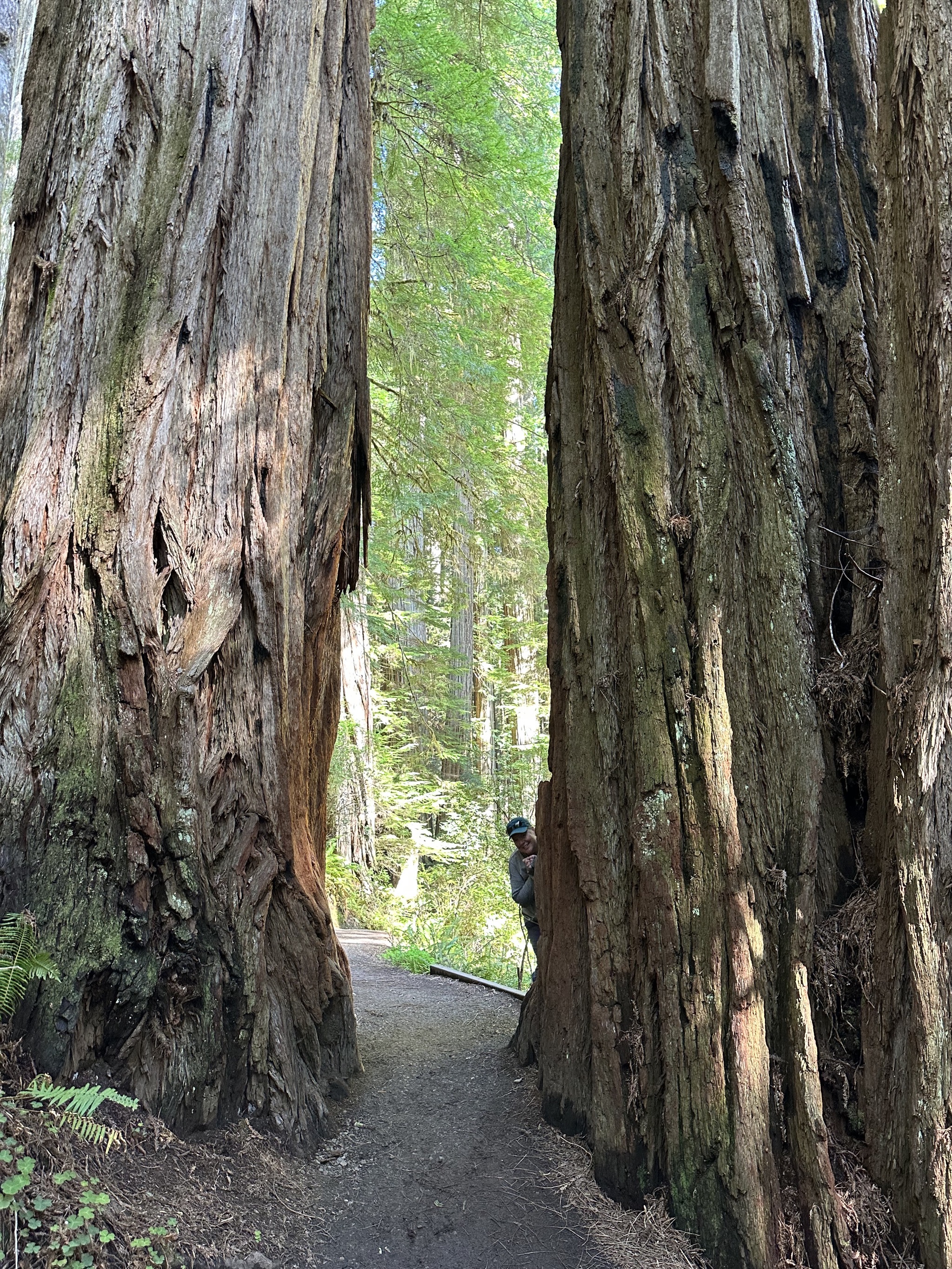 Grove of Titans
