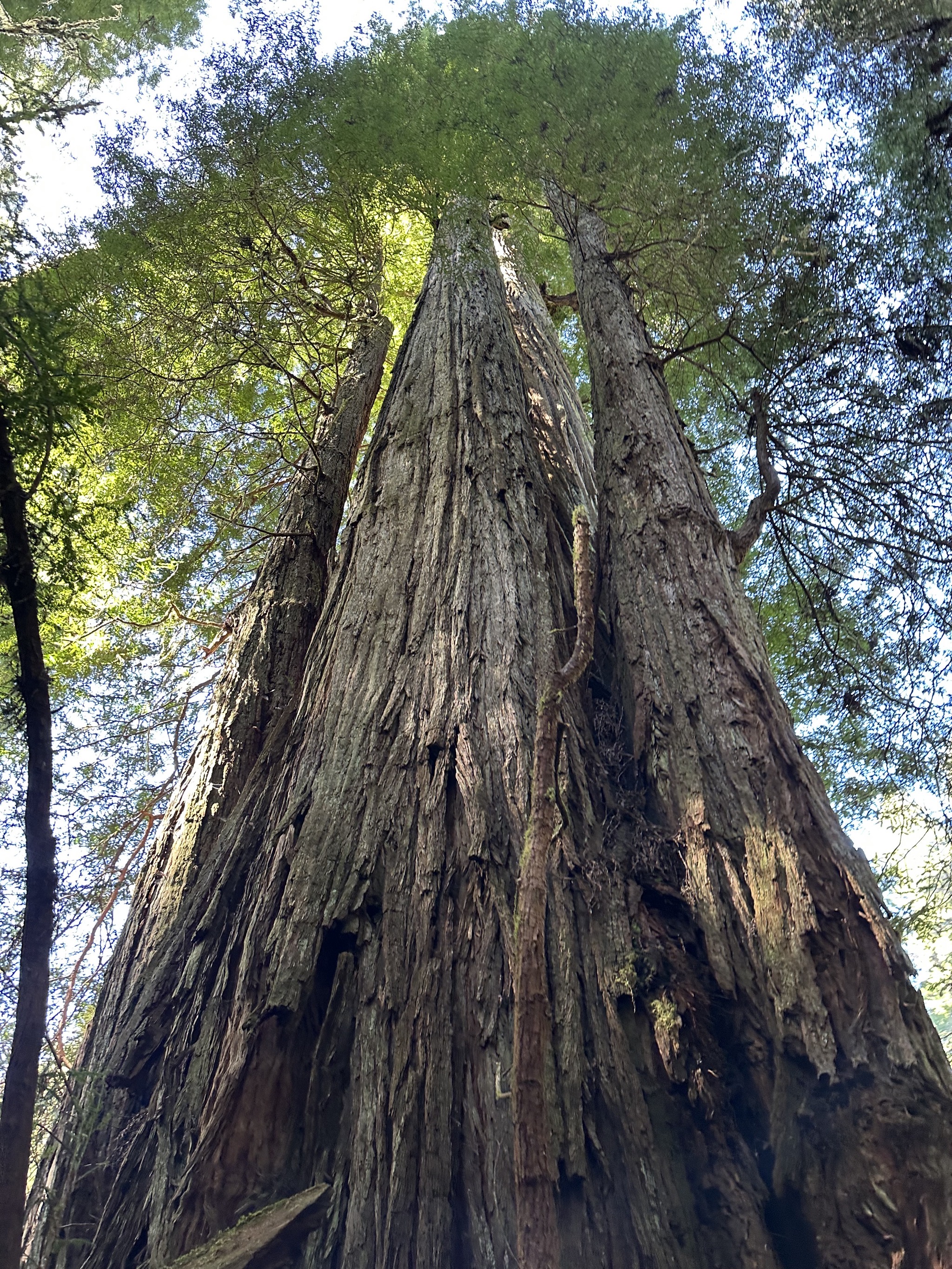 Grove of Titans
