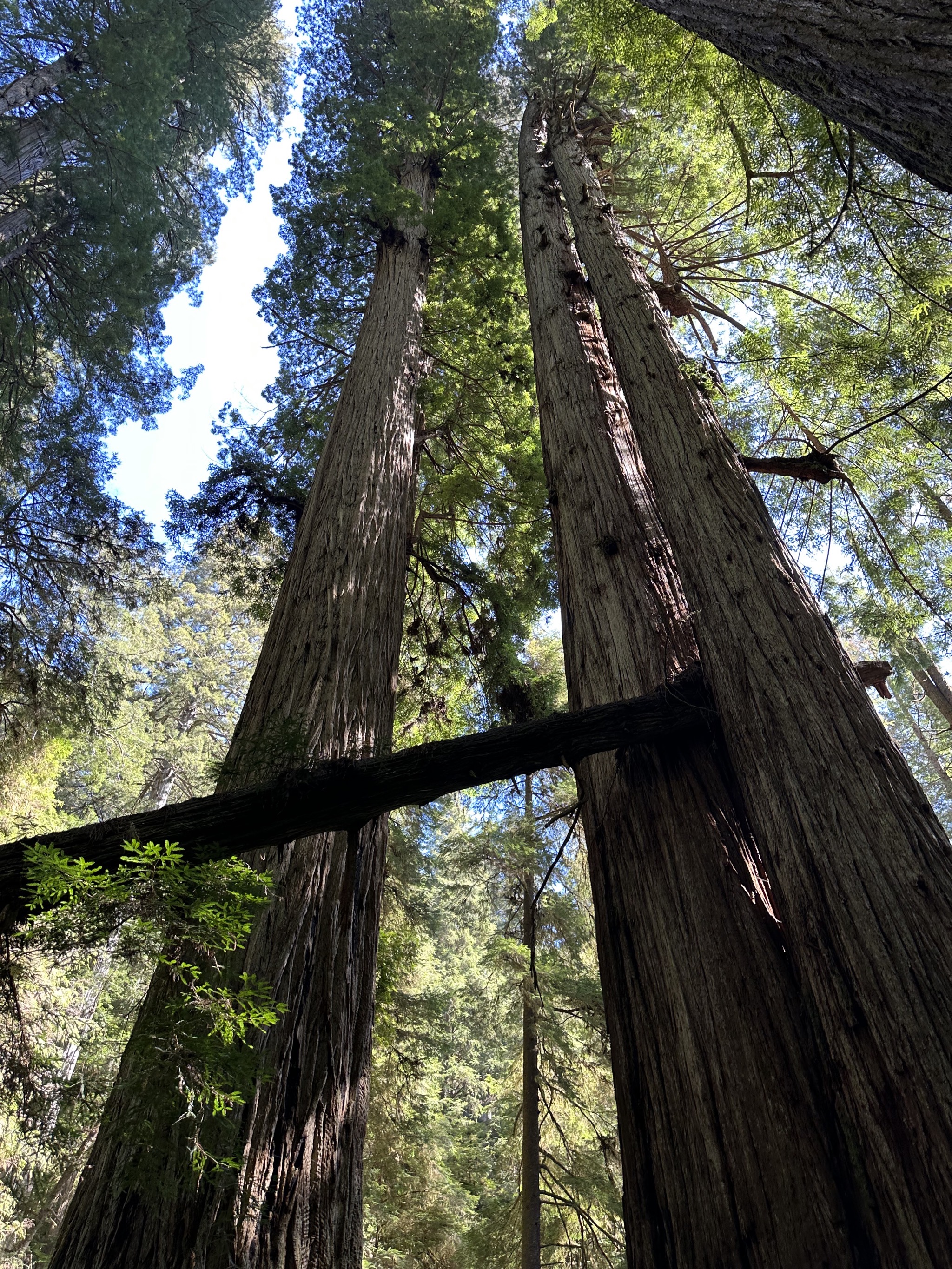 Grove of Titans