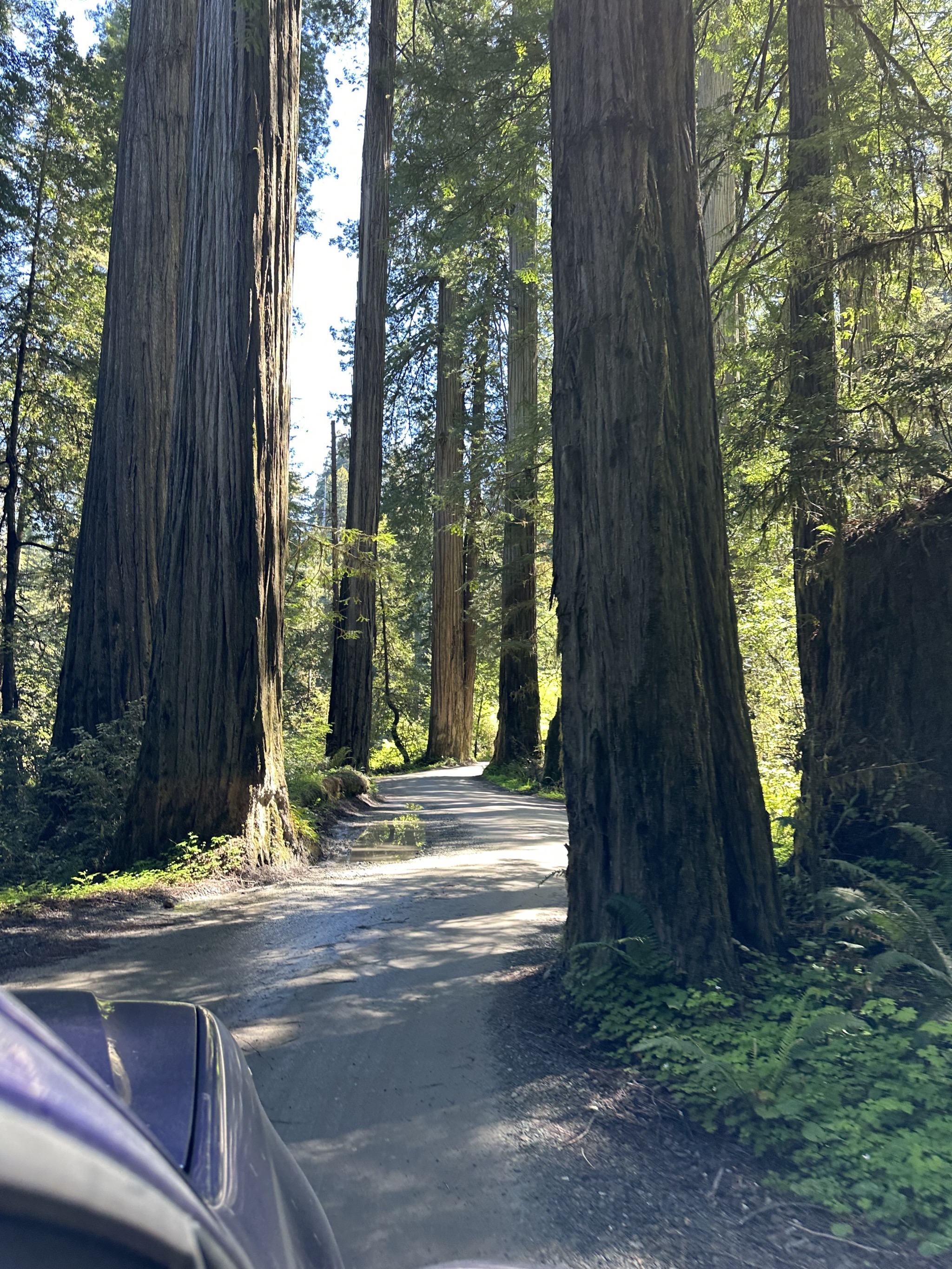 Jedediah Smith Redwoods State Park