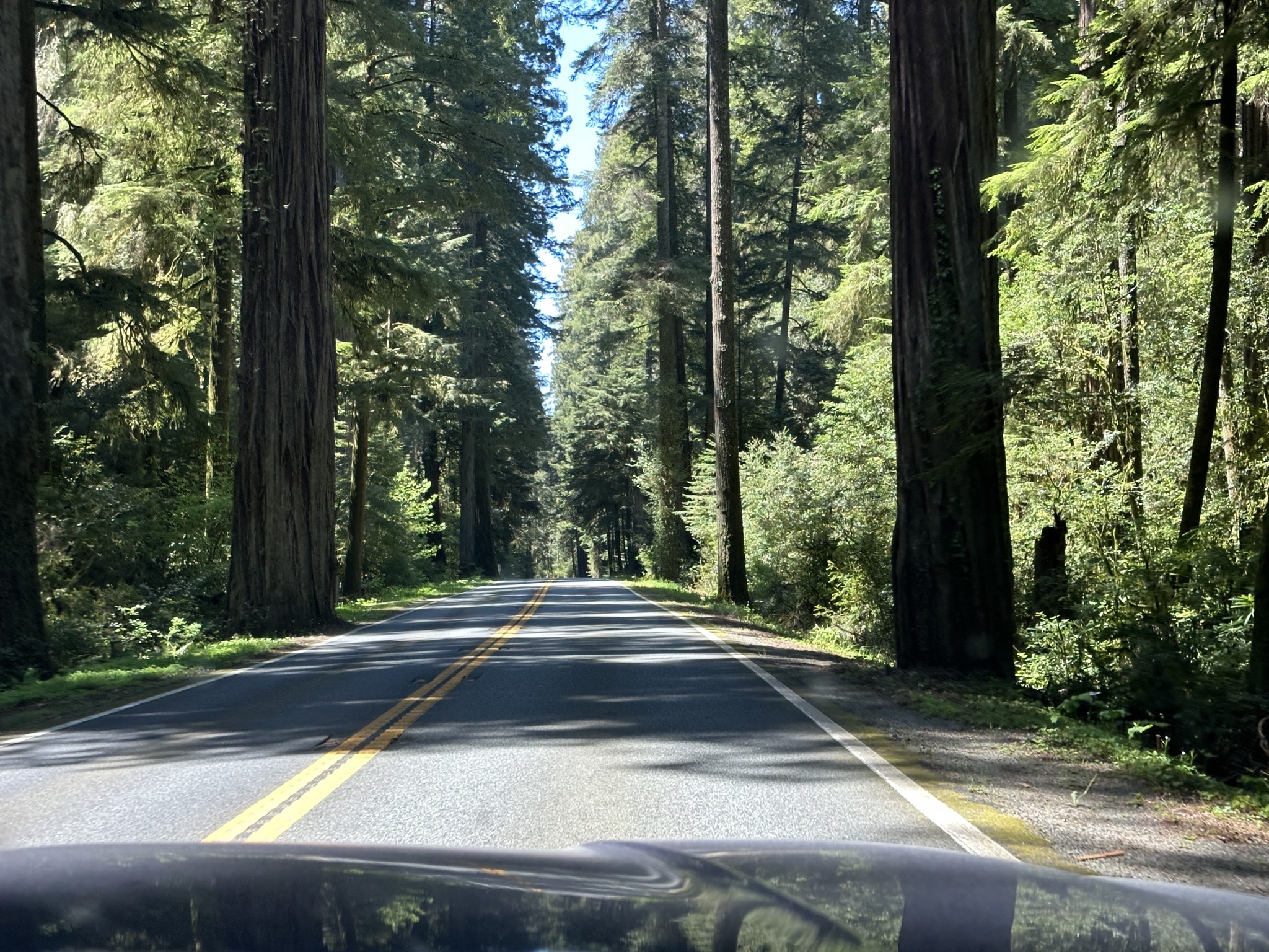 Jedediah Smith Redwoods State Park