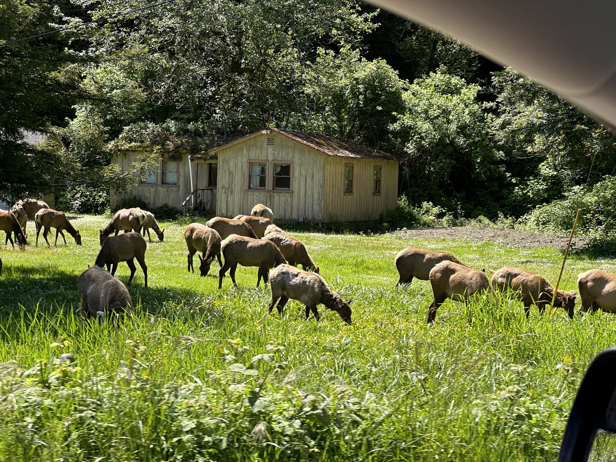 Elk