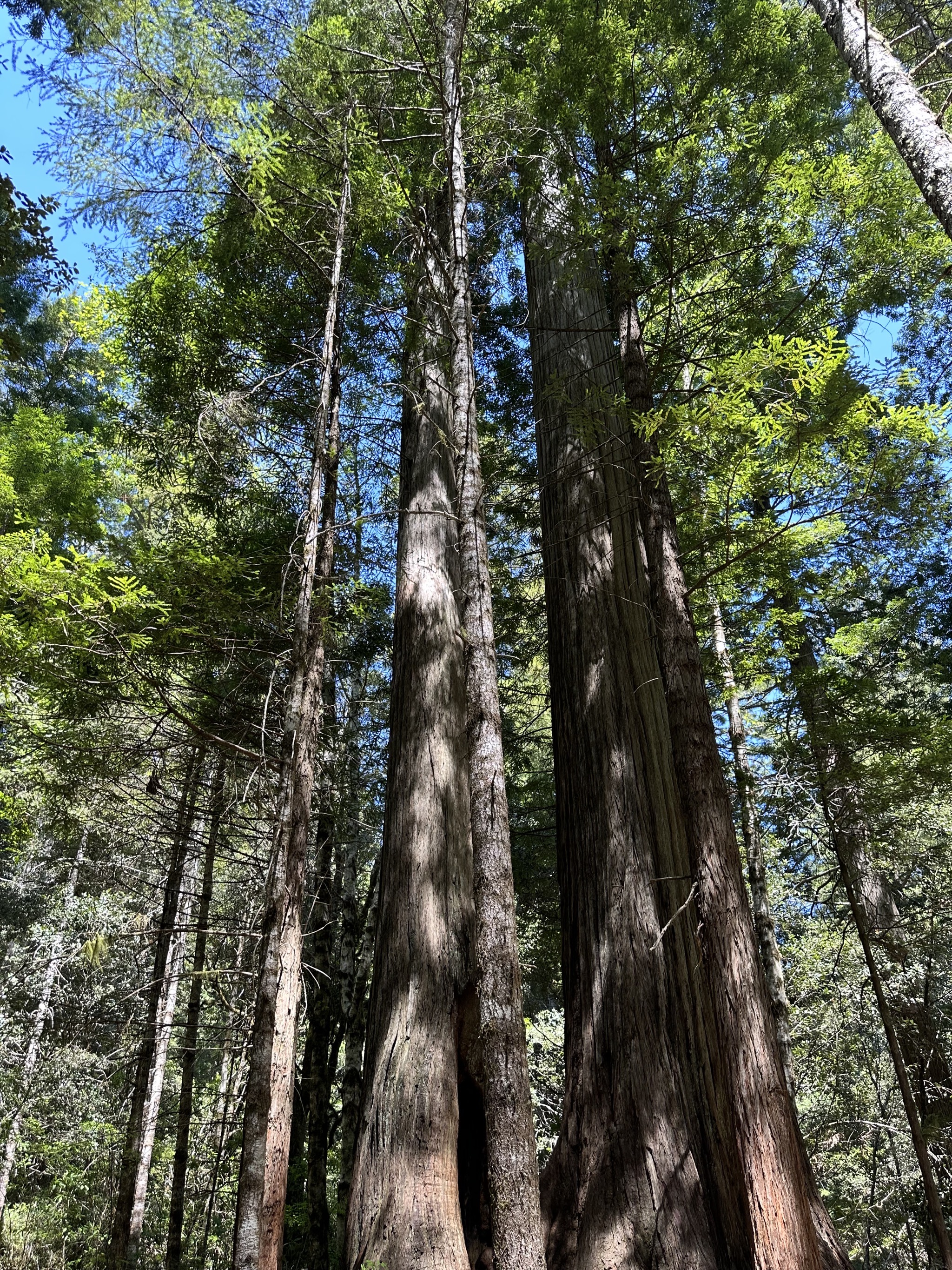 Lady Bird Johnson Grove