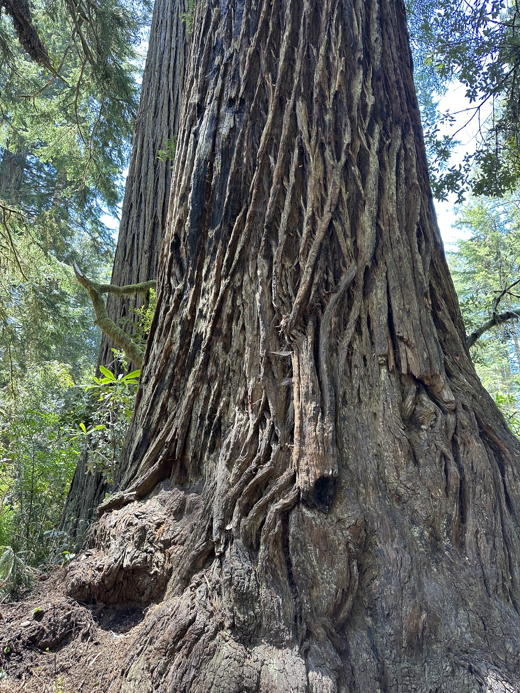 Lady Bird Johnson Grove