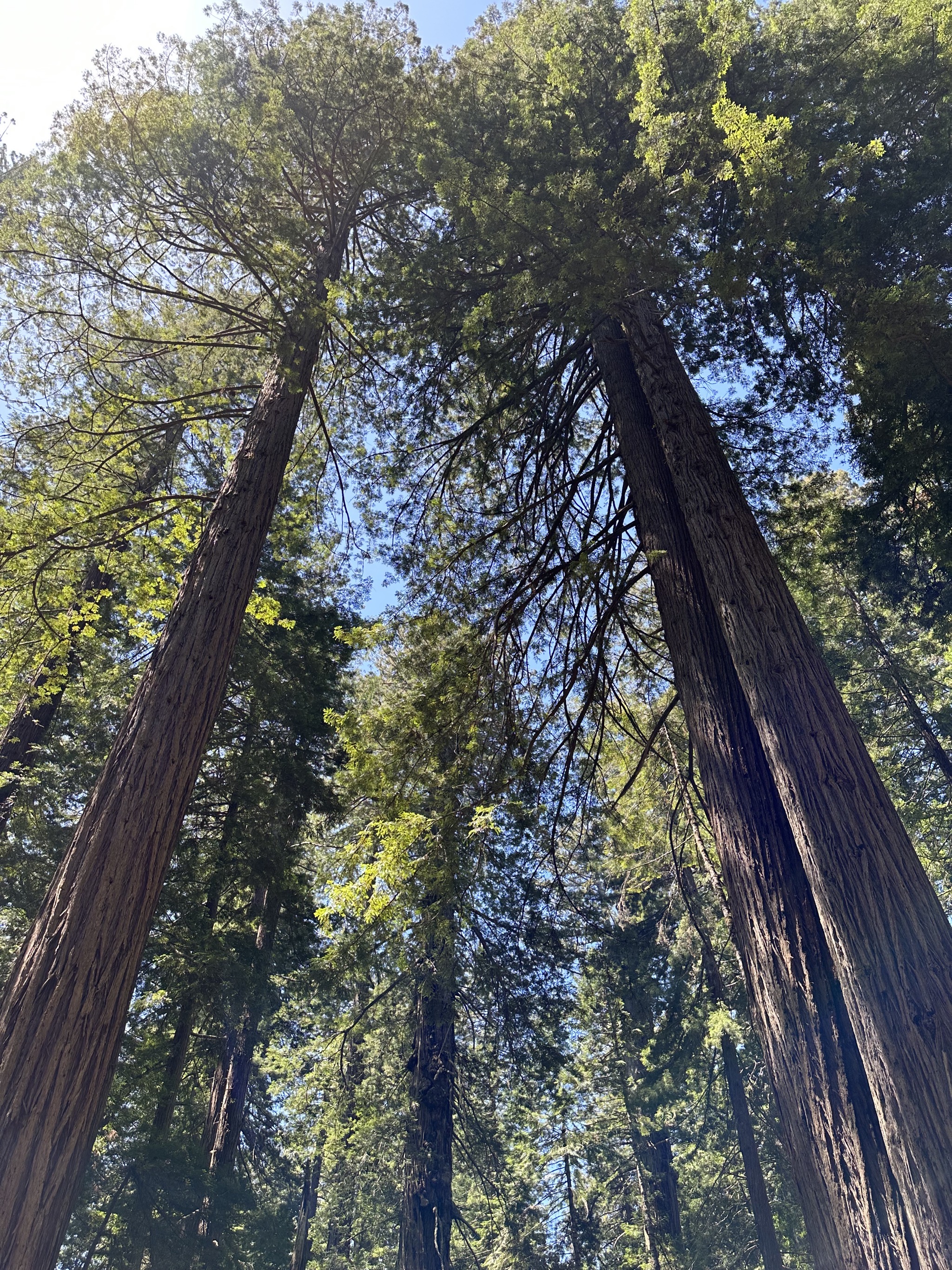 Lady Bird Johnson Grove